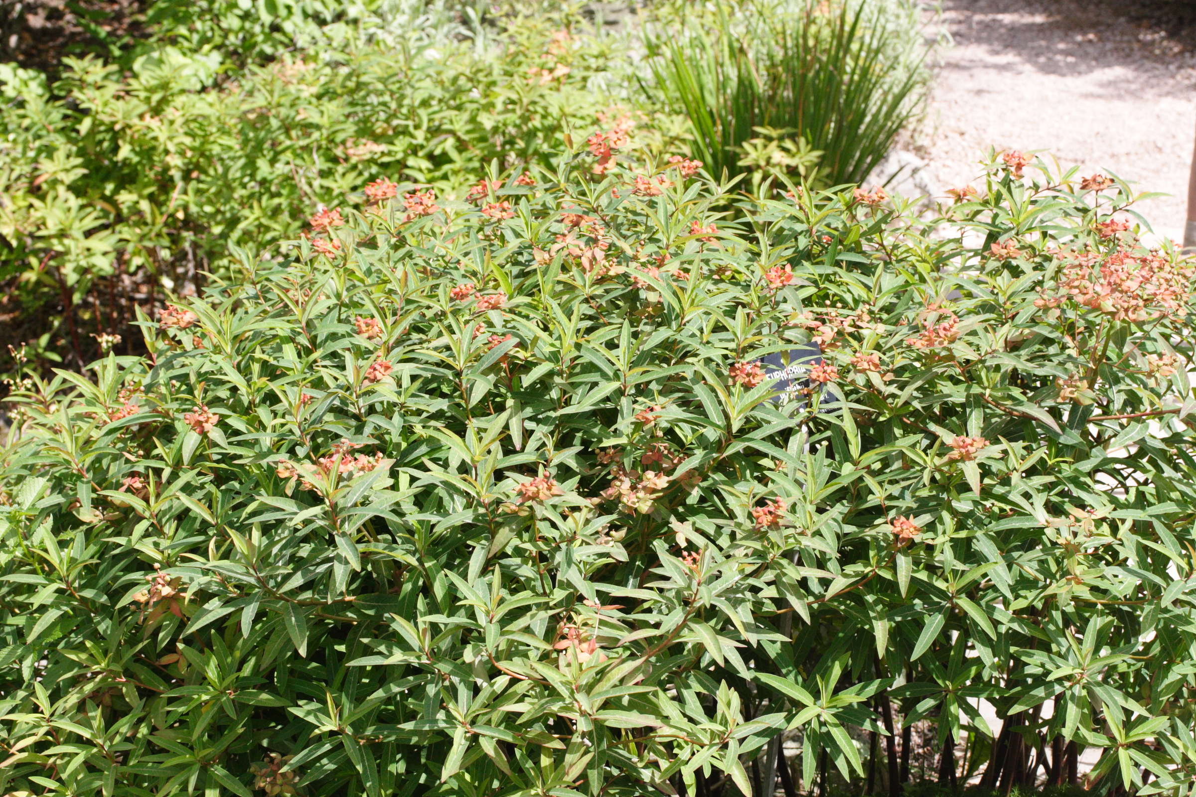 euphorbia_griffithii1md