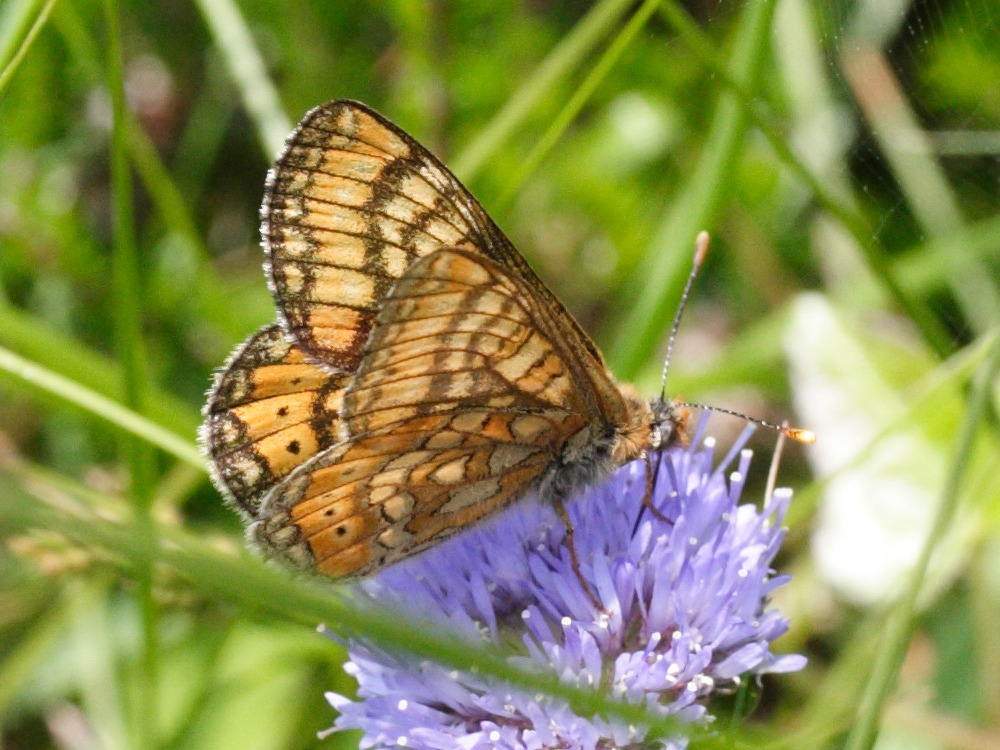 Euphydryas_aurinia