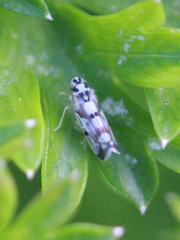 eupteryx_aurata2bd