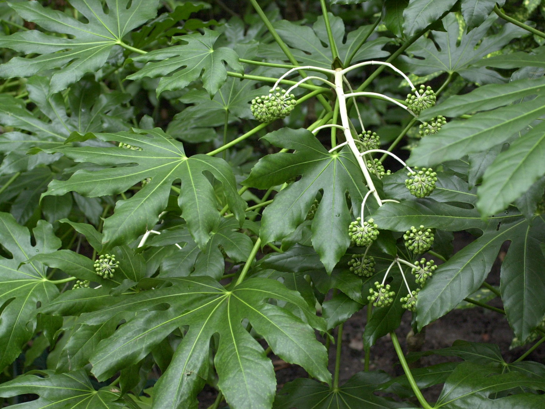 fatsia_japonica2md