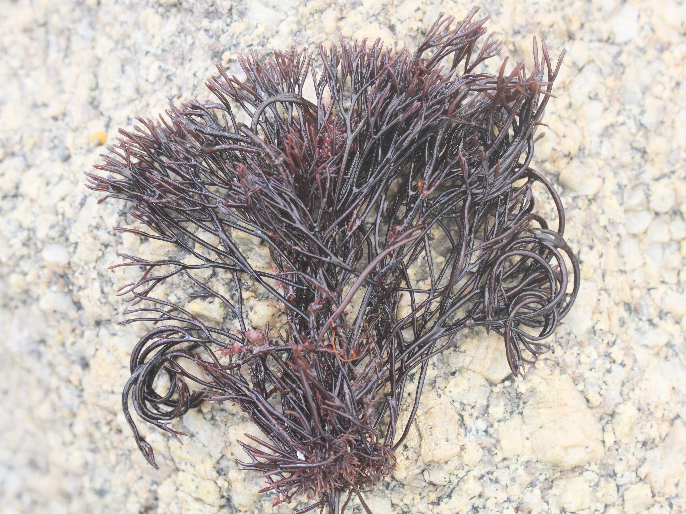 Afficher le média furcellaria_lumbricalis3md furcellaria_lumbricalis3md