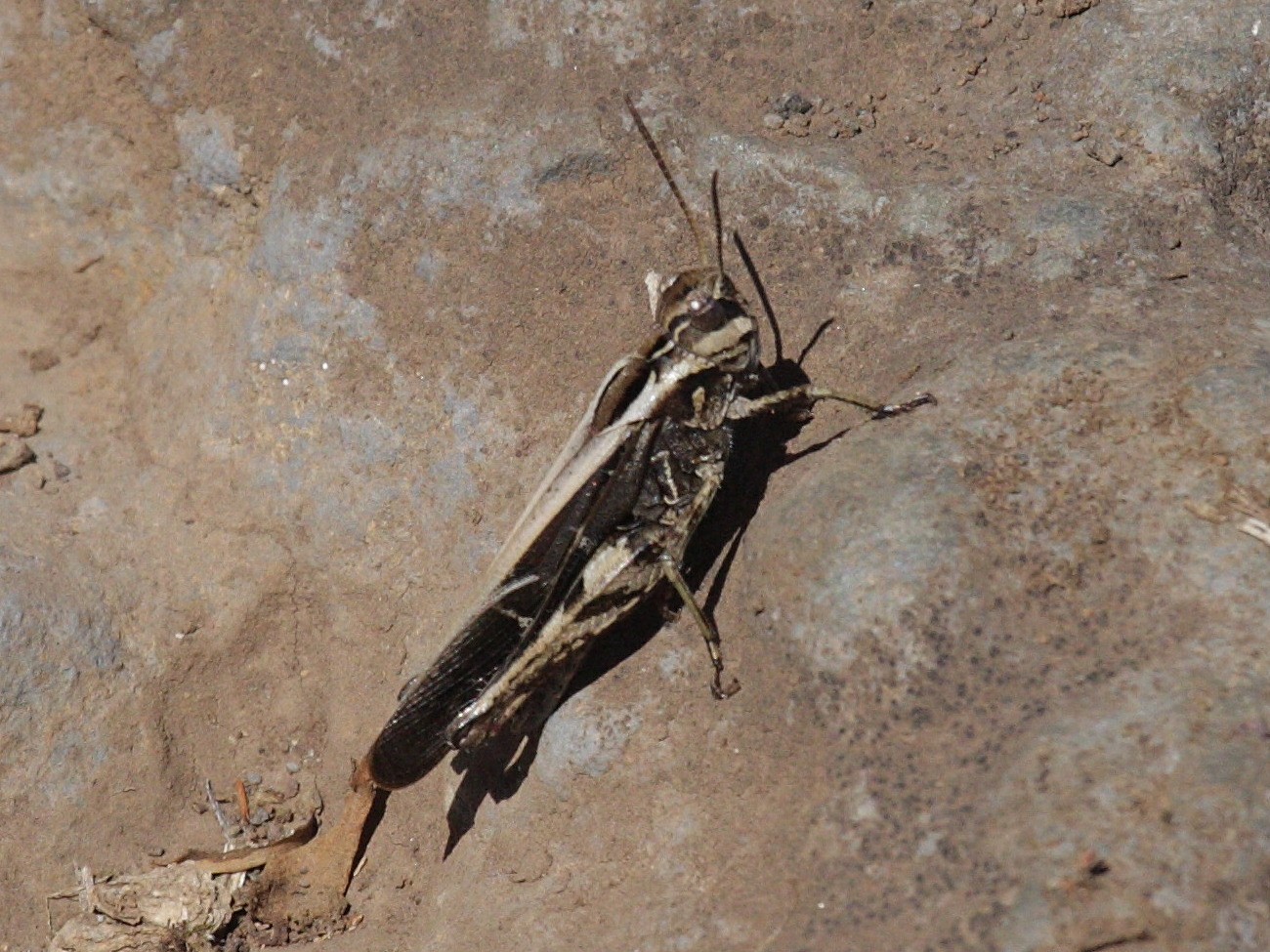 gastrimargus_africanus2bd