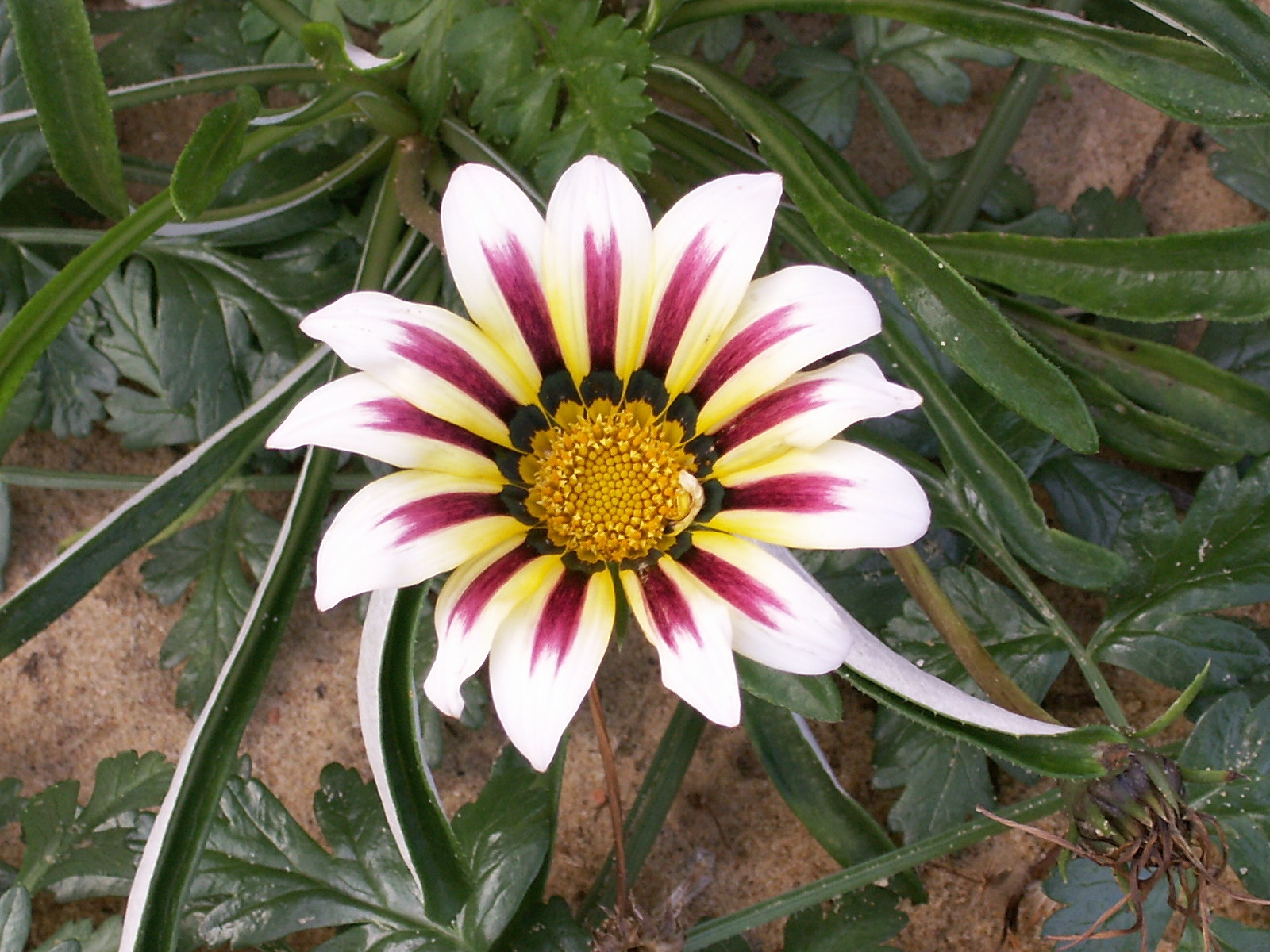 Gazania_sp
