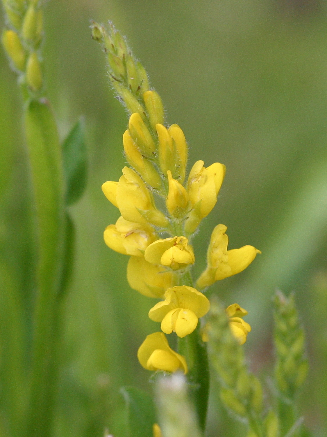 genista_sagittalis5md