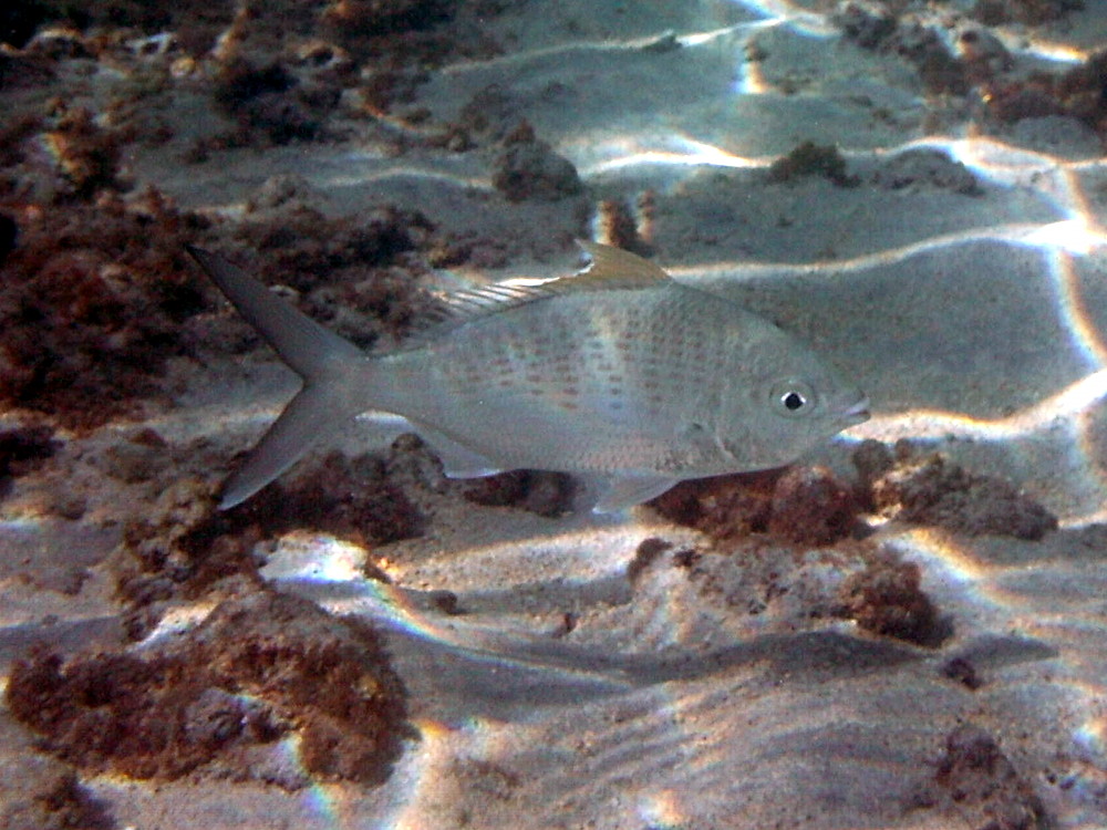 gerres_longirostris1bd