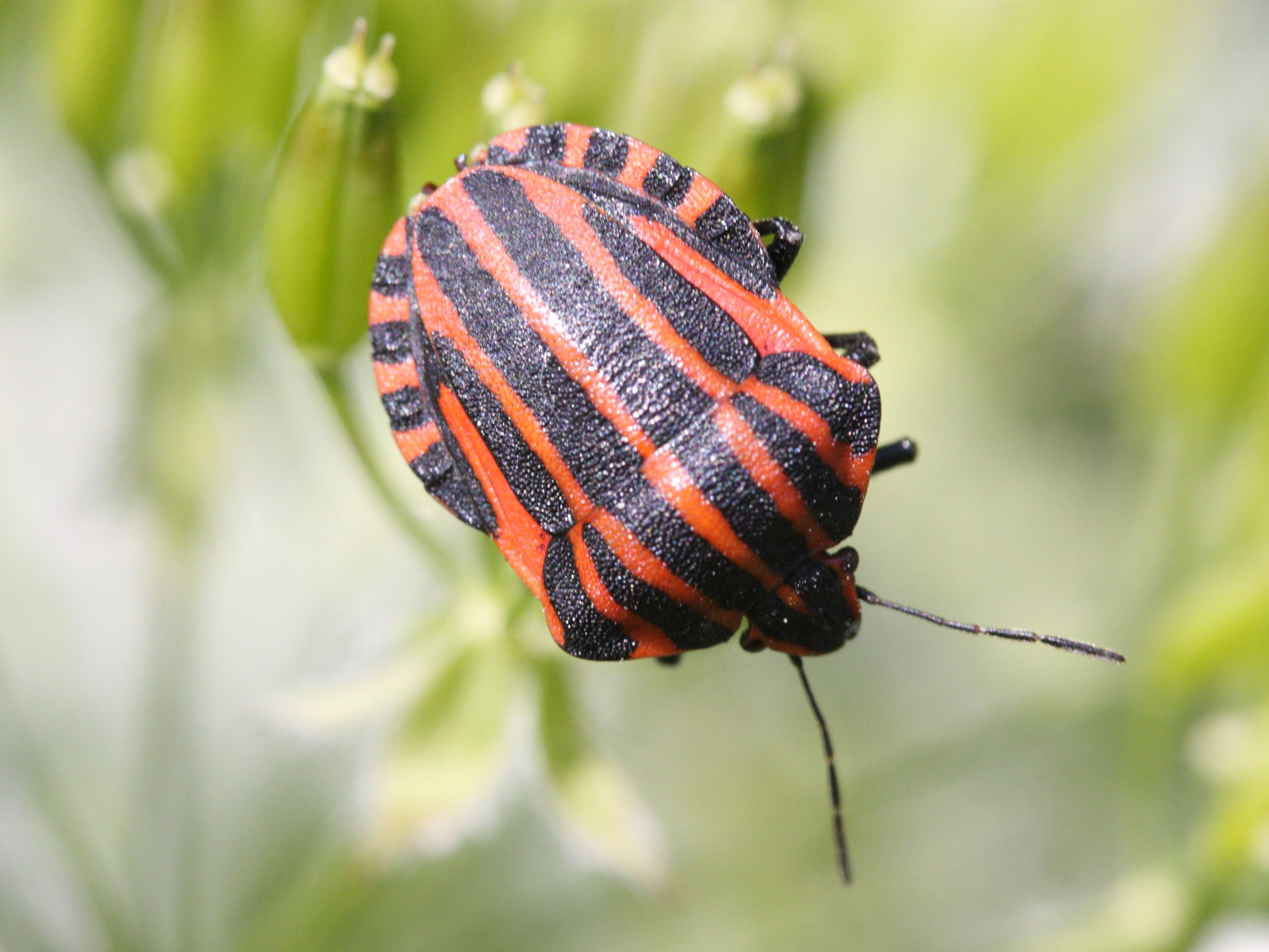 graphosoma_italicum3md