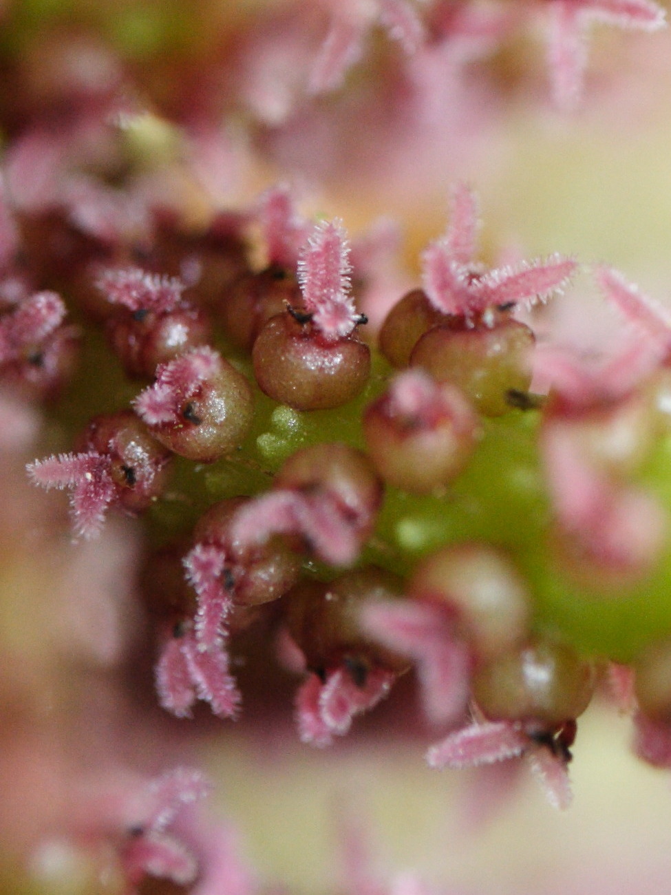 gunnera_chilensis3md