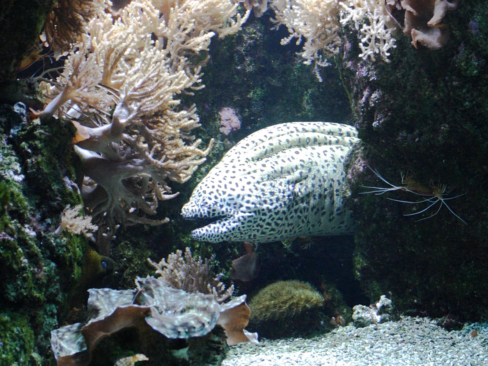 Afficher le média gymnothorax_favagineus2md gymnothorax_favagineus2md