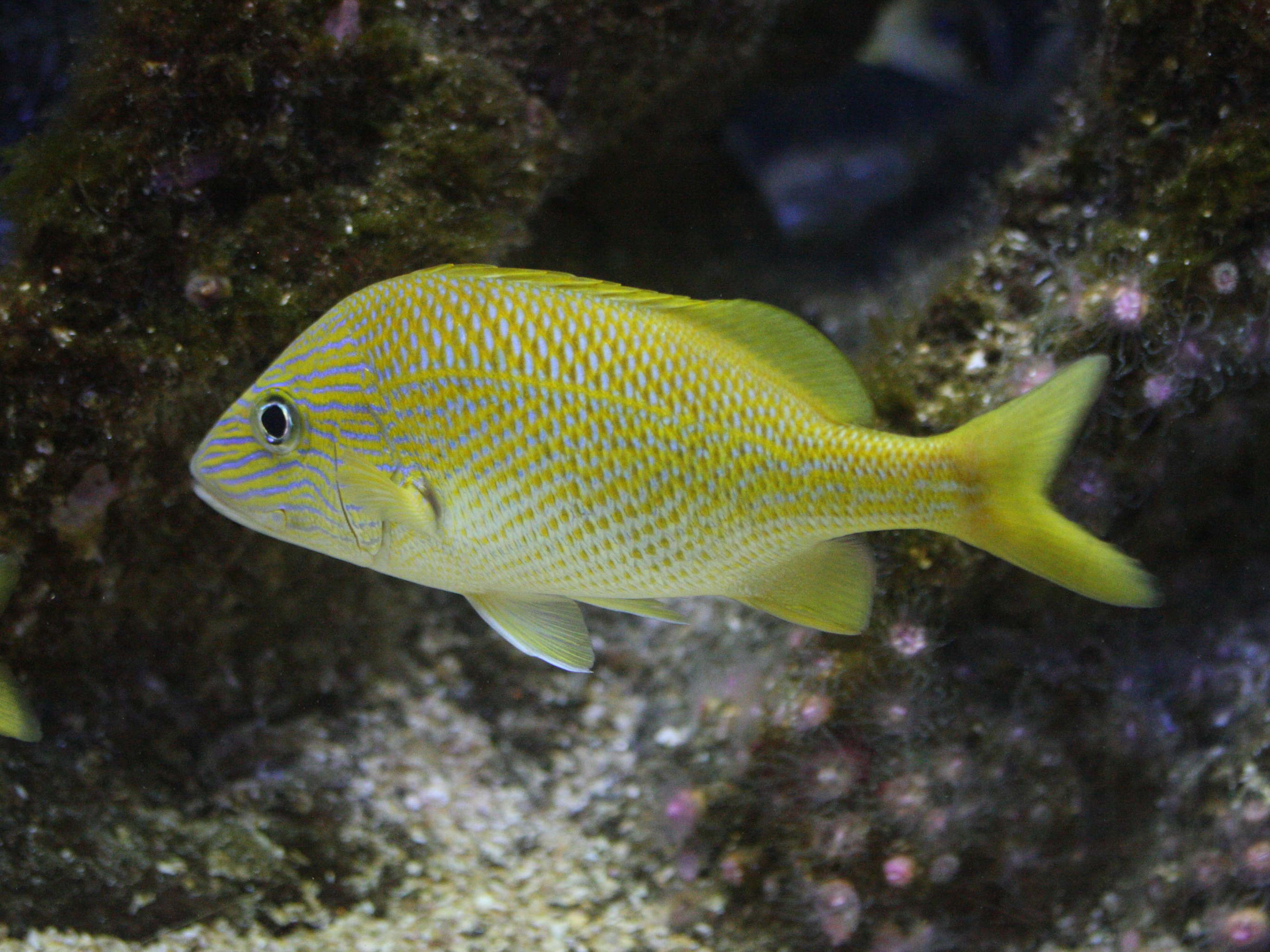 Haemulon_flavolineatum