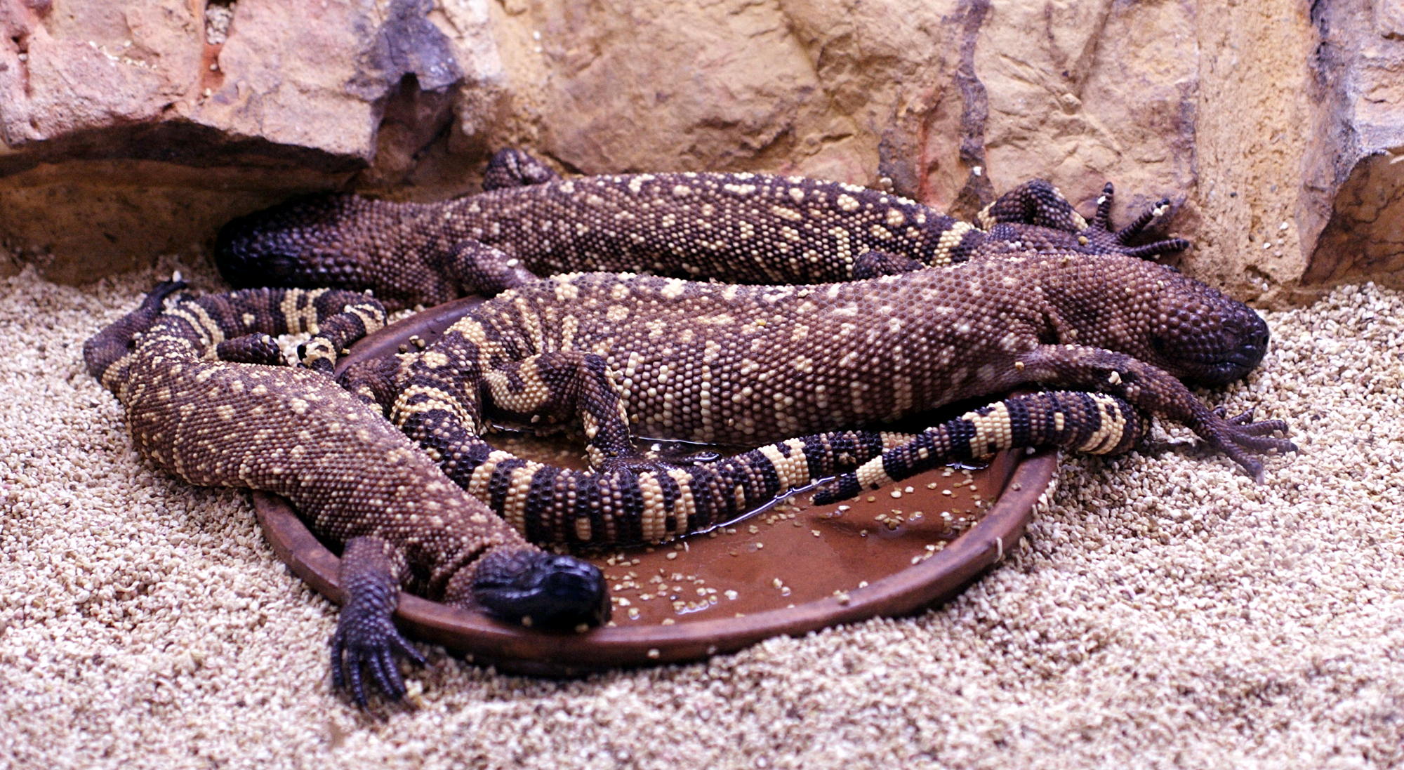 Afficher le média heloderma_horridum1md heloderma_horridum1md