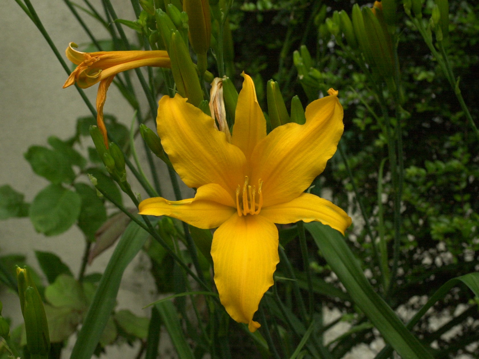 hemerocallis_fulva2bd
