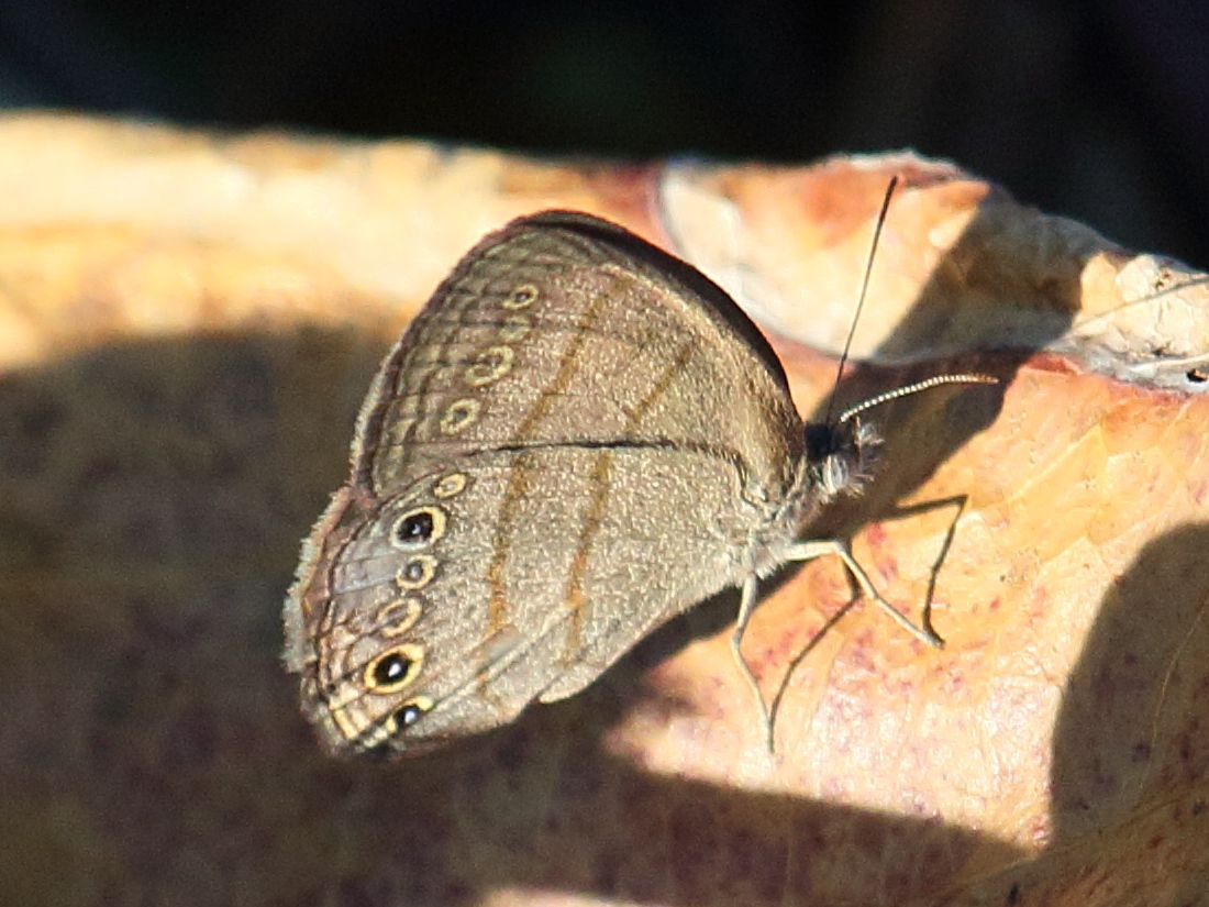 hermeuptychia_hermes2bd