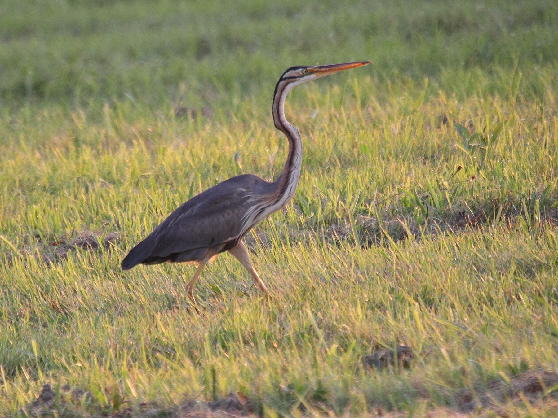 heron_pourpre_-_ardea_purpurea1bd