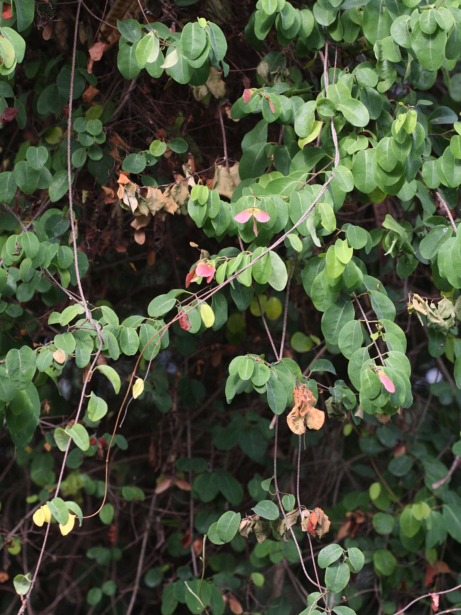 Afficher le média heteropterys_purpurea2md heteropterys_purpurea2md