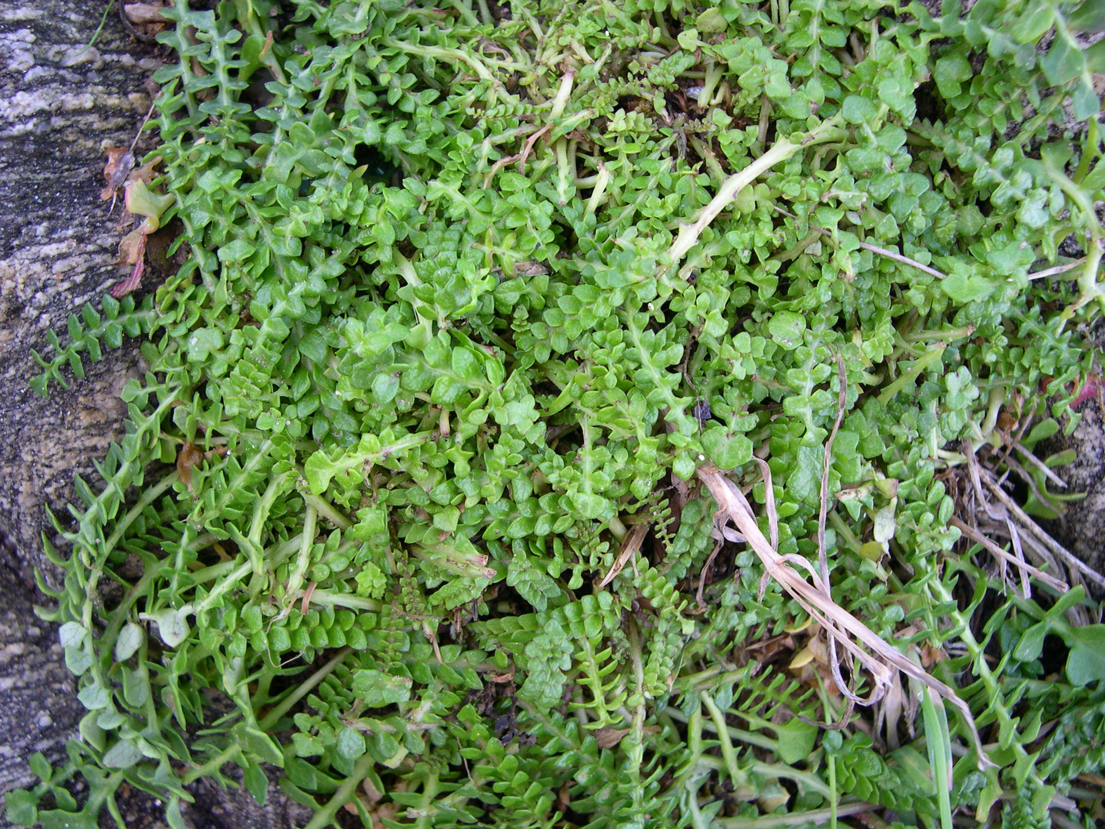 Afficher le média hyoseris_radiata1md hyoseris_radiata1md