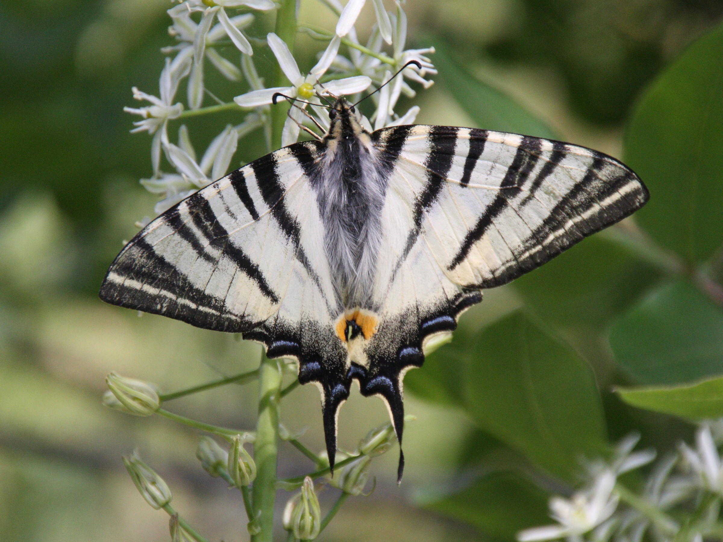 iphiclides_podalirius3bd
