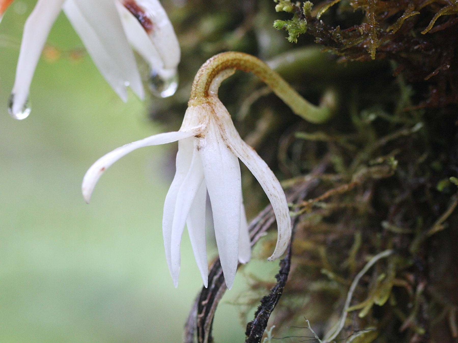 jumellea_triquetra2md