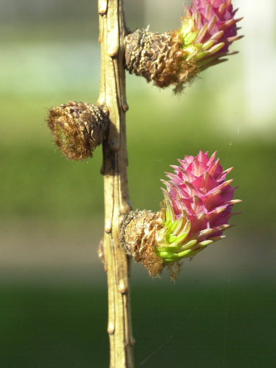 larix_decidua4md