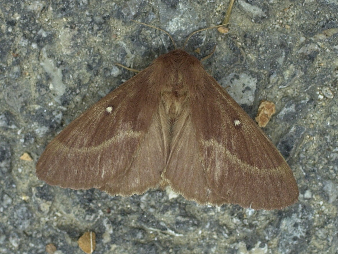 Afficher le média lasiocampa_trifolii2md lasiocampa_trifolii2md