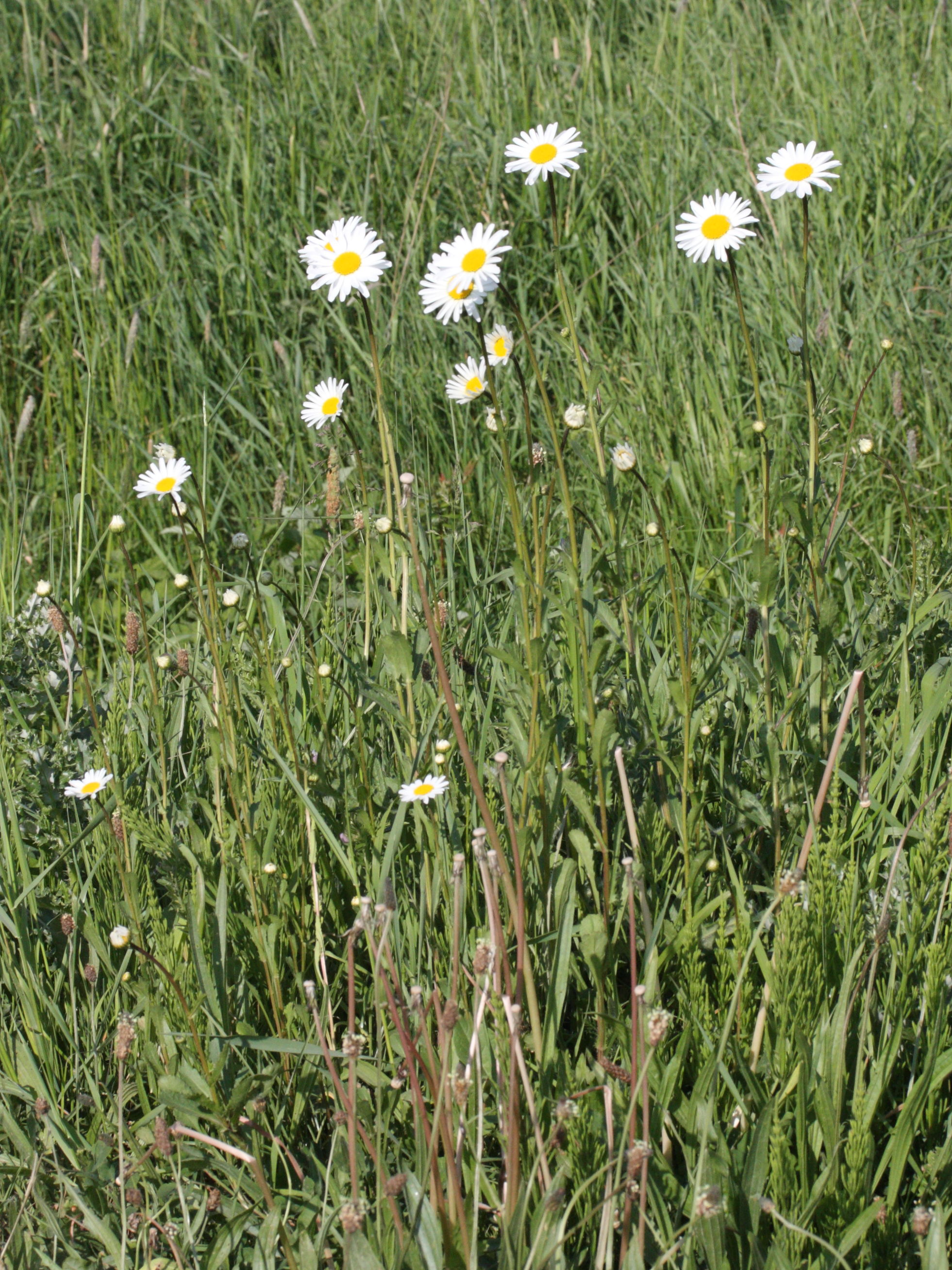 Afficher le média leucanthemum_vulgare1md leucanthemum_vulgare1md