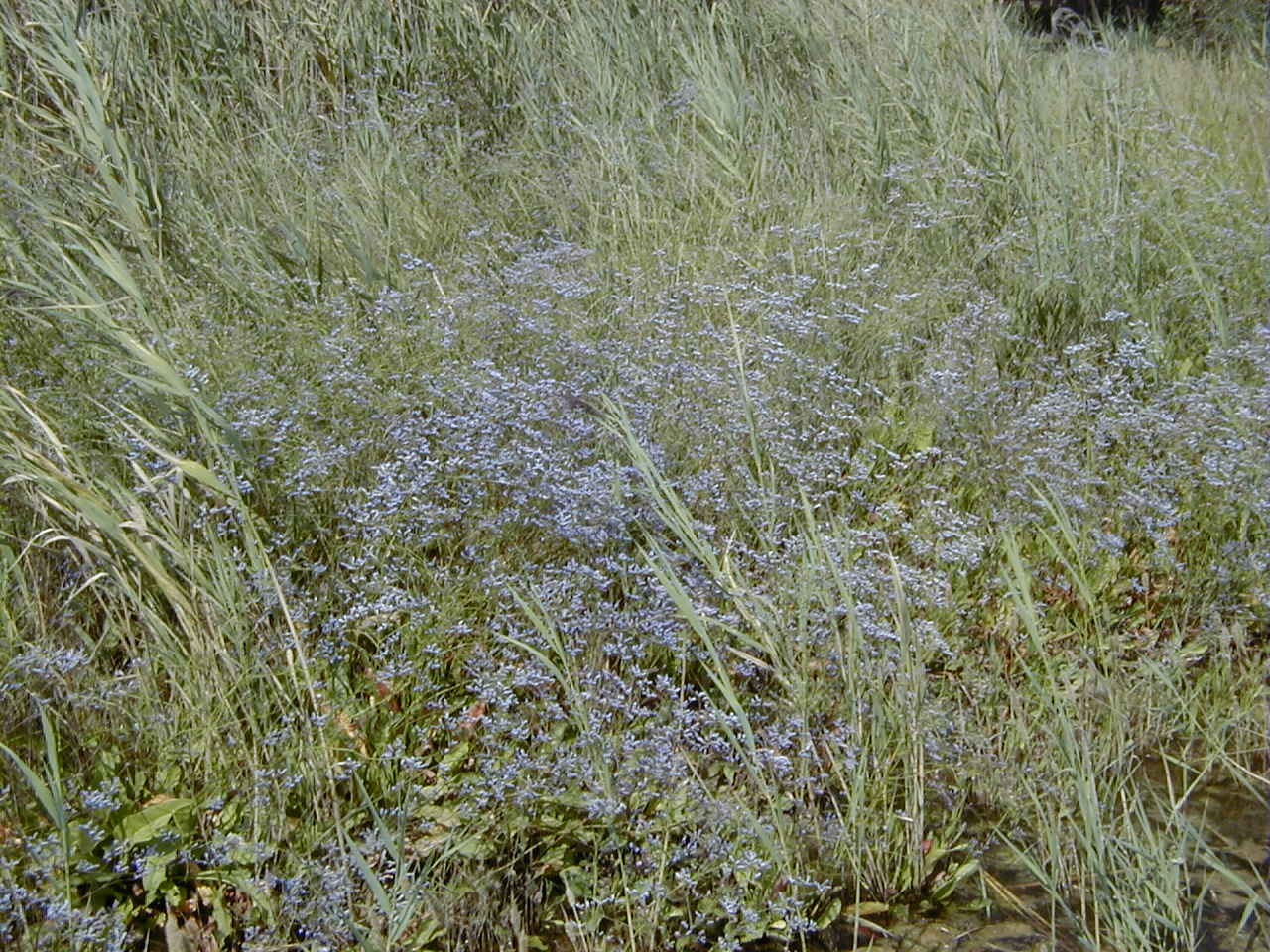 Afficher le média limonium_narbonense2md limonium_narbonense2md