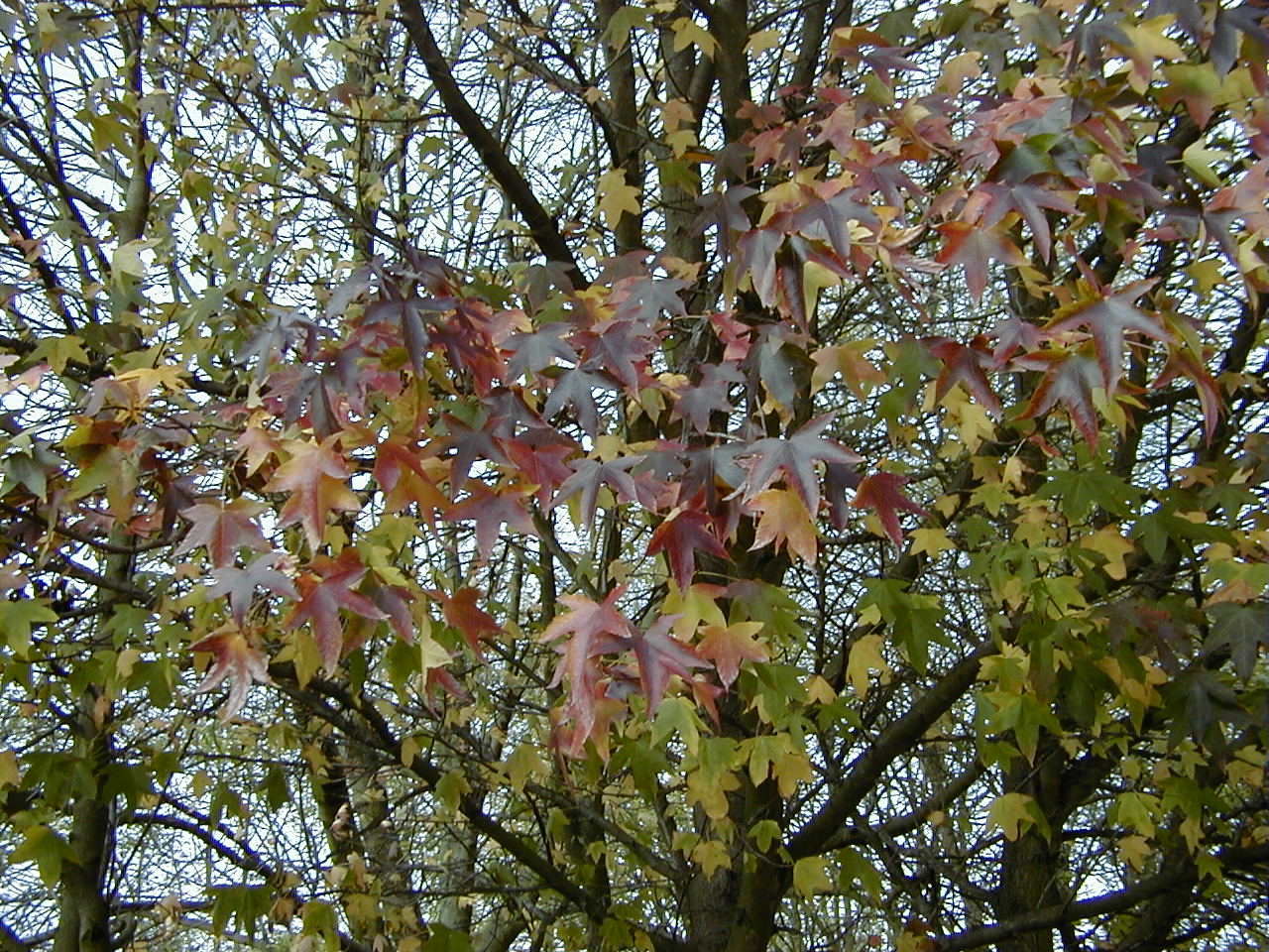 liquidambar_styraciflua4amd