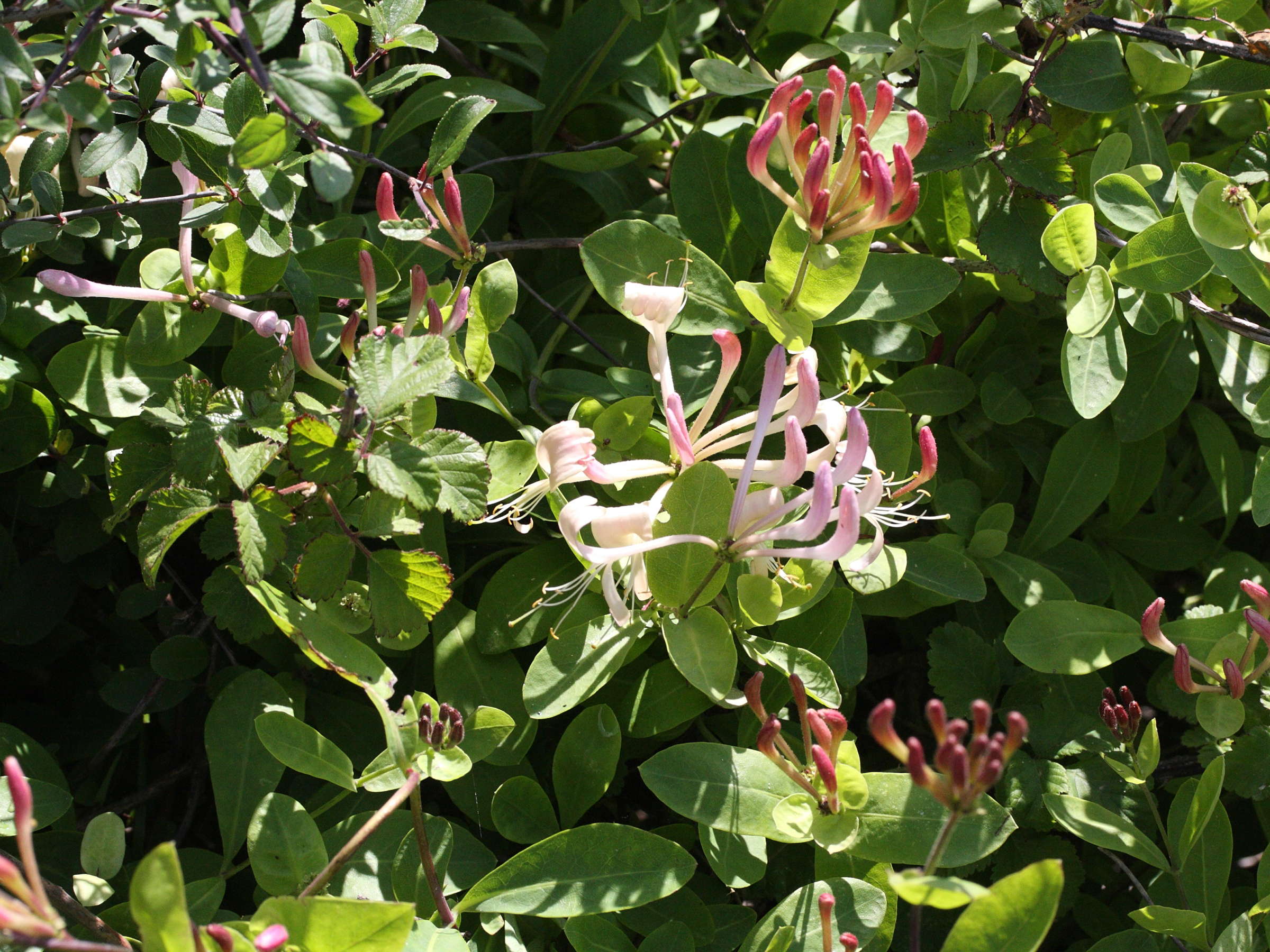 lonicera_etrusca4md