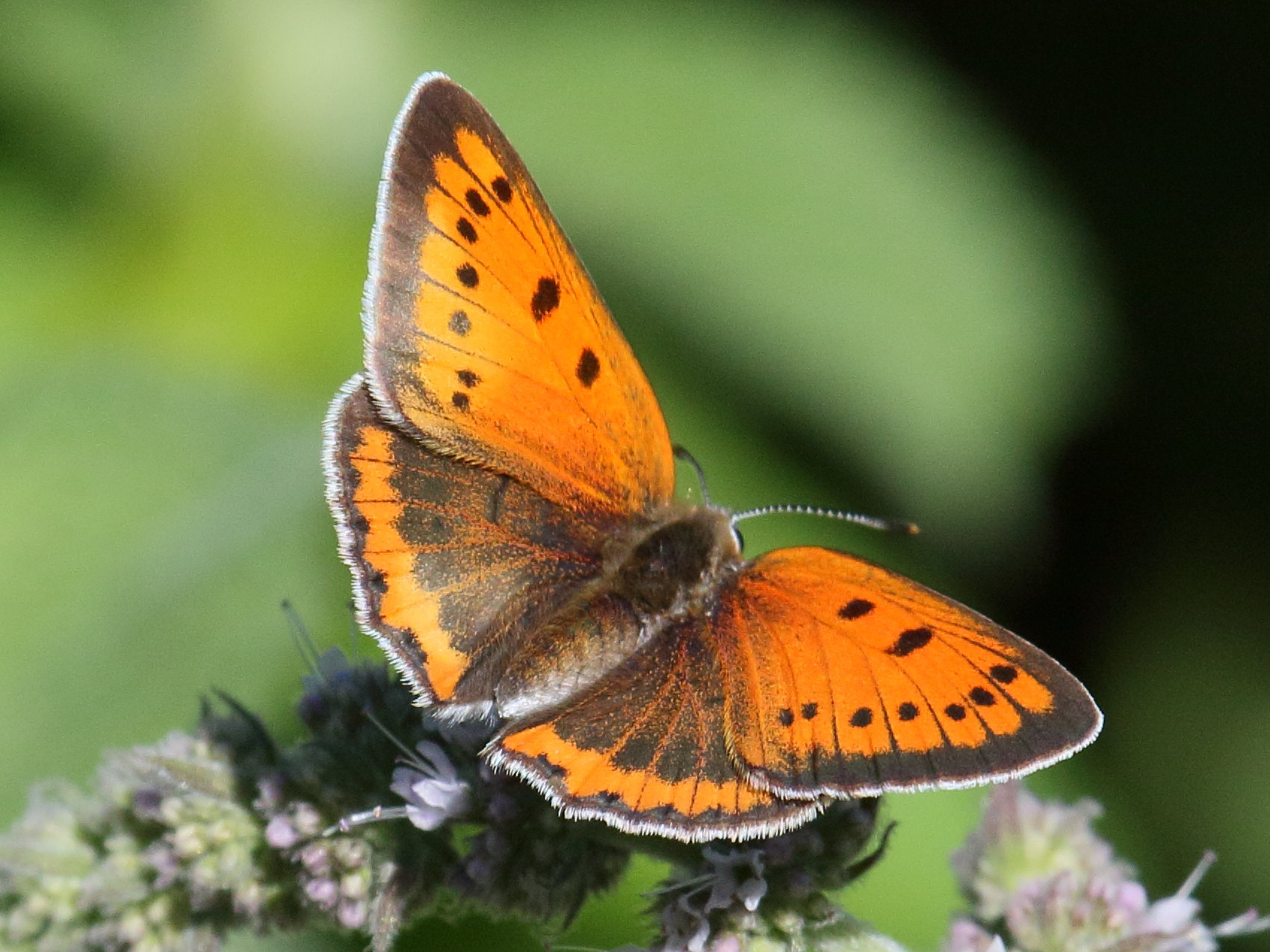 lycaena_dispar2bd