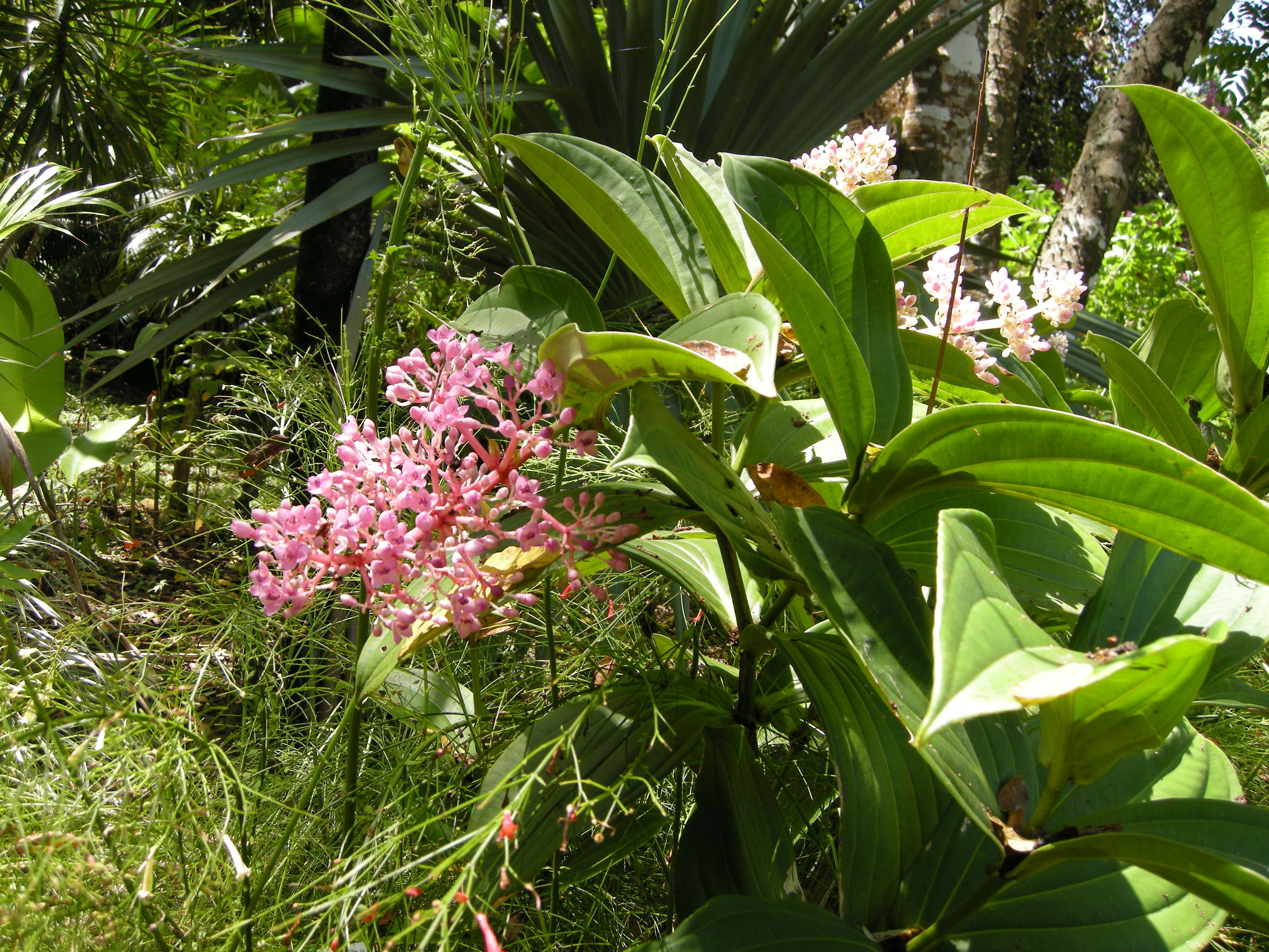 medinilla_camilla1md