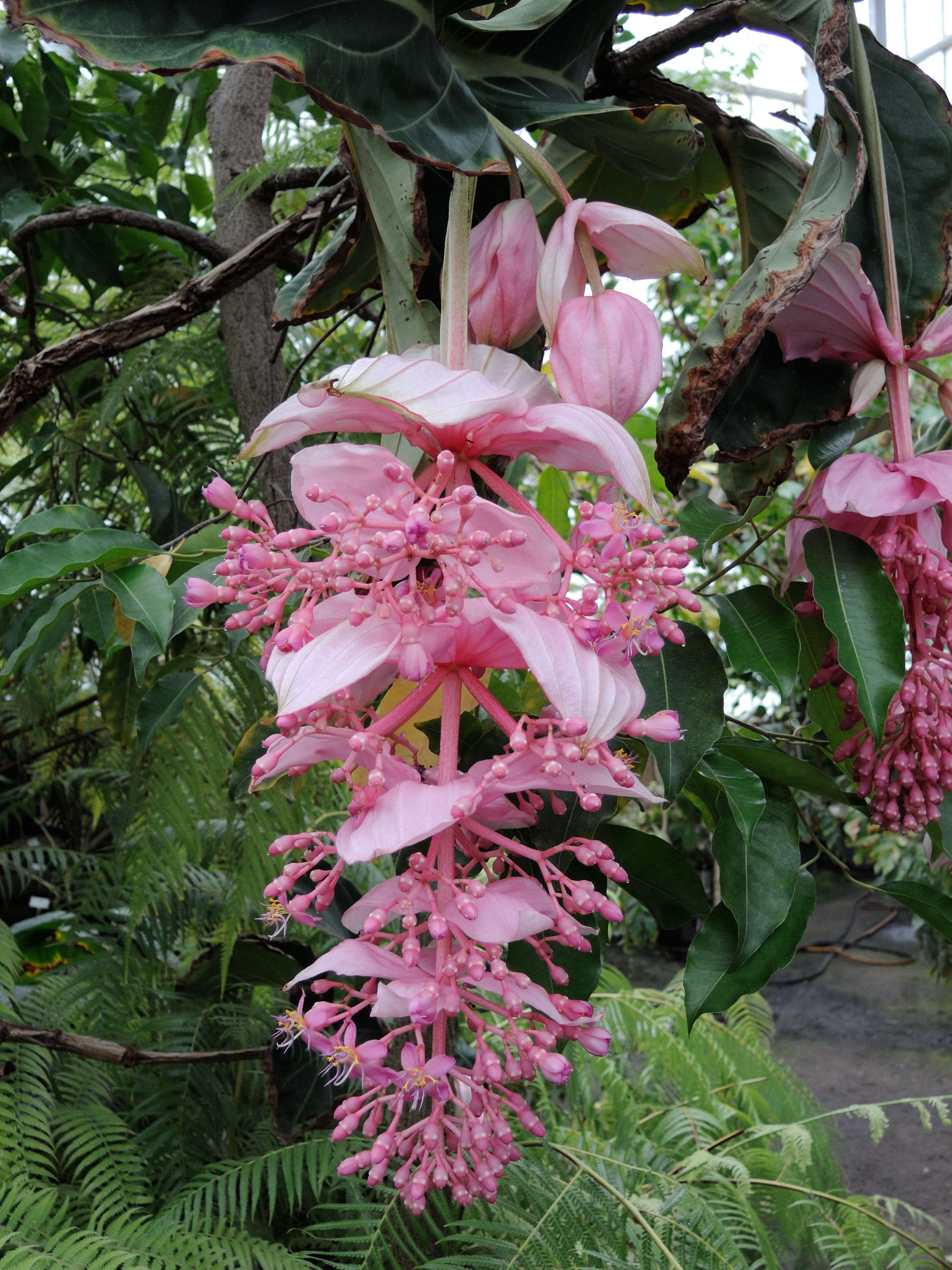 Afficher le média medinilla_magnifica1md medinilla_magnifica1md