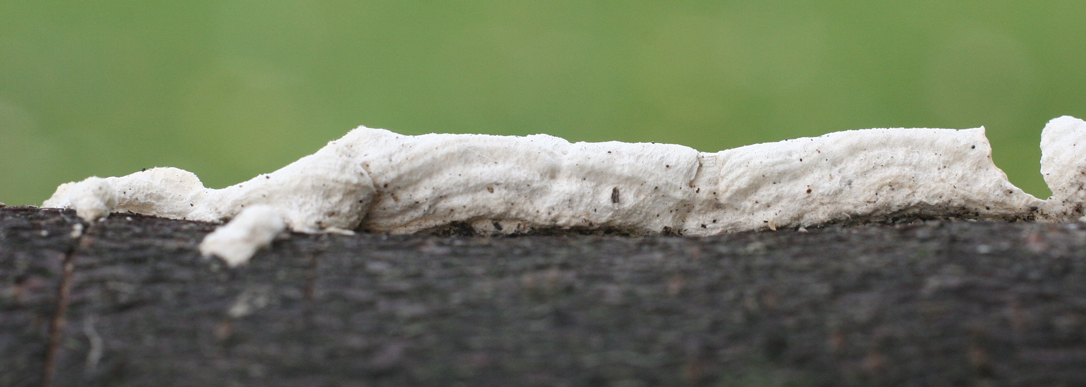 meruliopsis_corium3bd