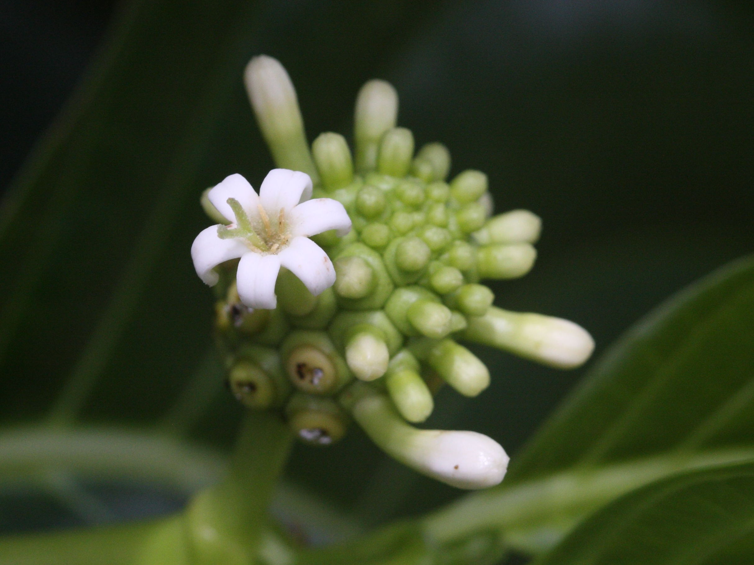 morinda_citrifolia3md