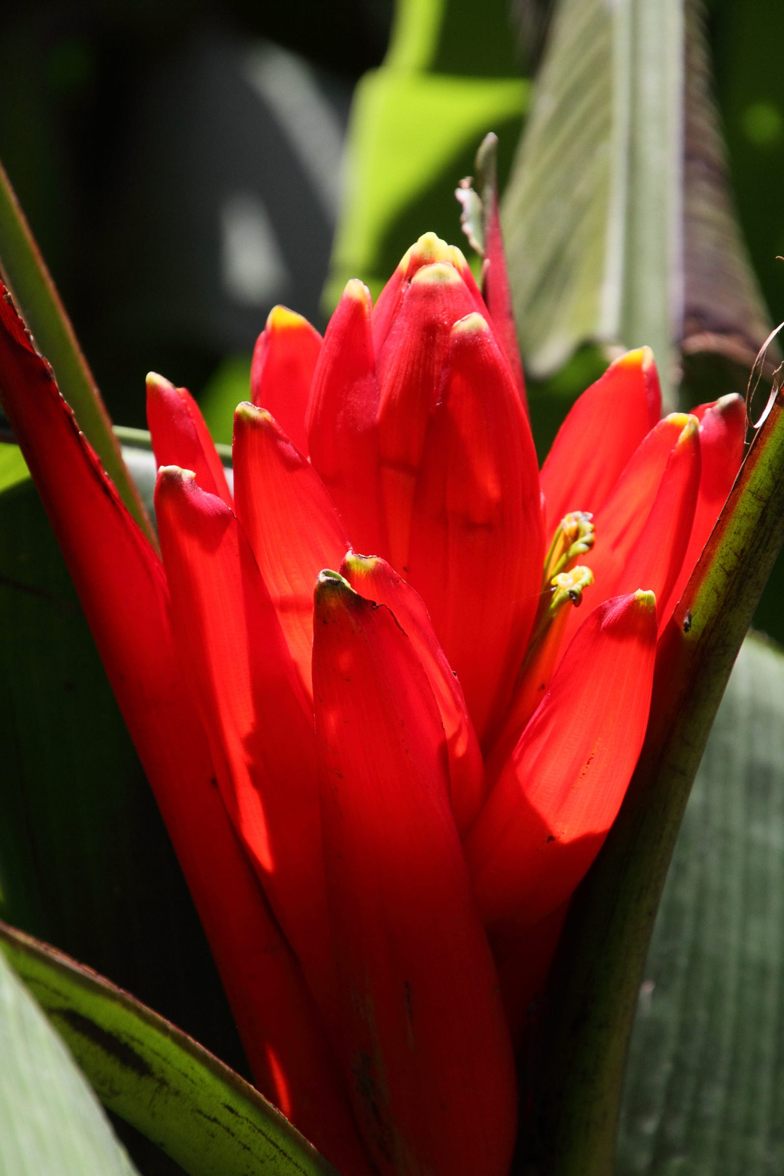 musa_coccinea2md