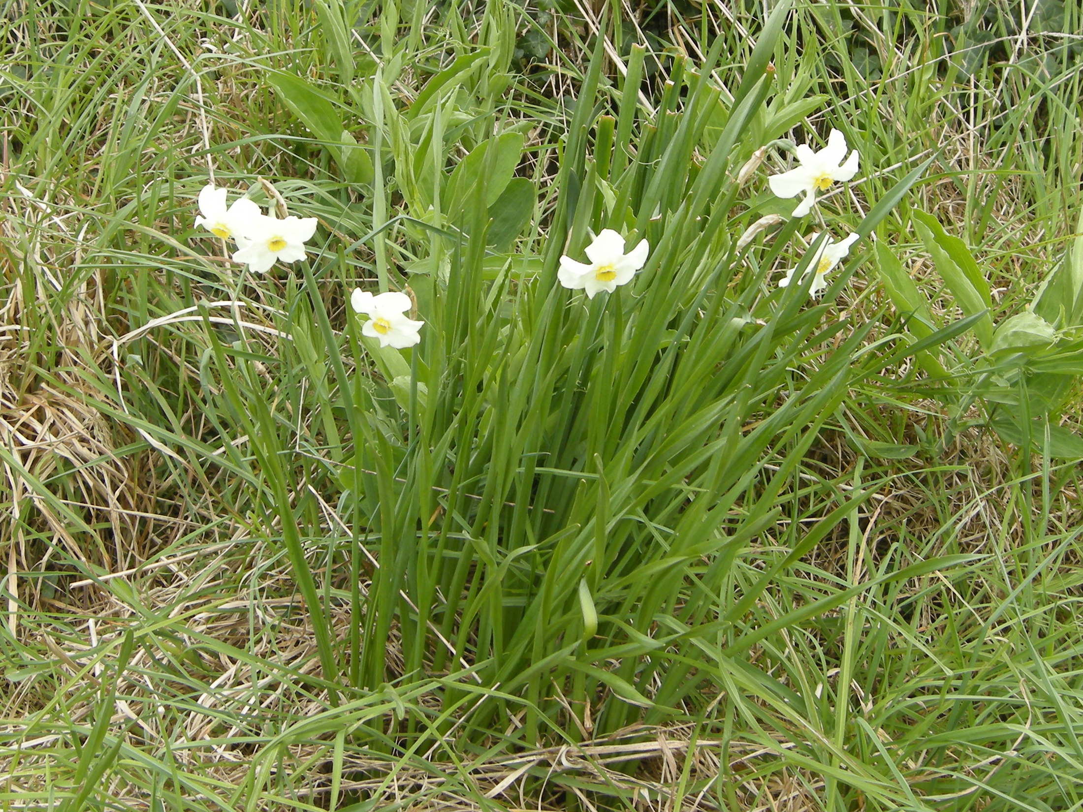 Afficher le média narcissus_x_medioluteus2md narcissus_x_medioluteus2md