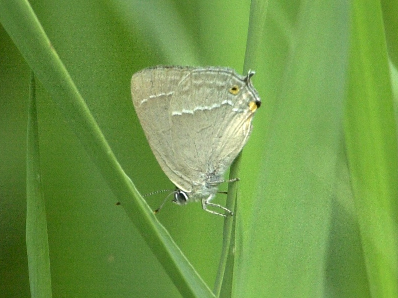 neozephyrus_quercus2md