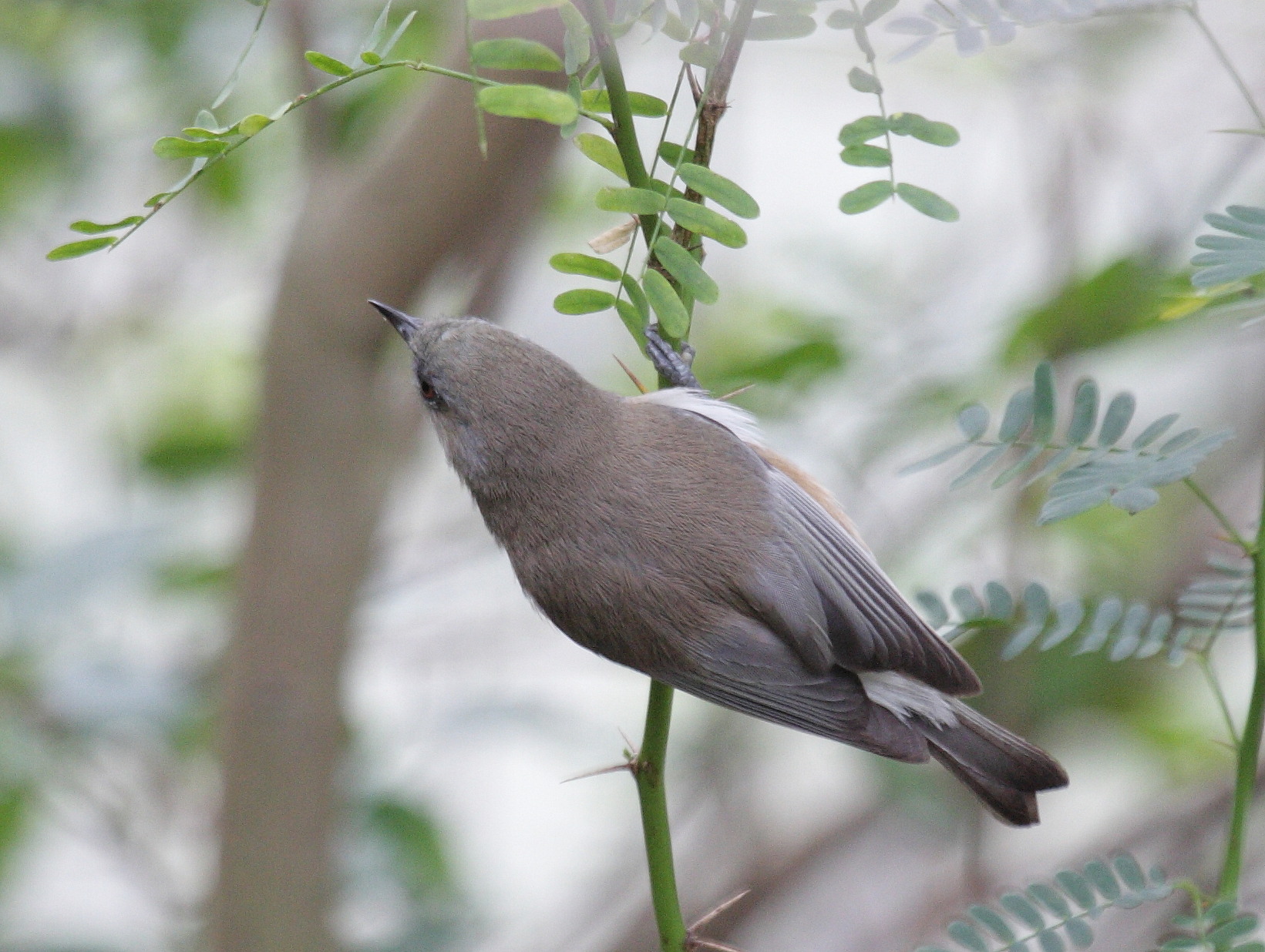 oiseau_lunettes_gris_-_zosterops_b-_borbonicus5bd