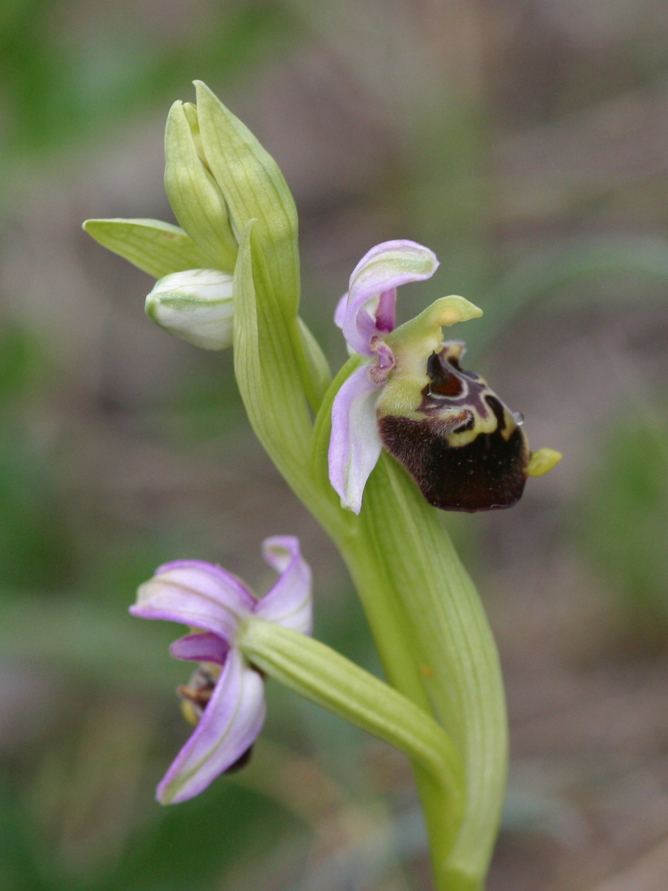 Afficher le média ophrys_fuciflora3md ophrys_fuciflora3md