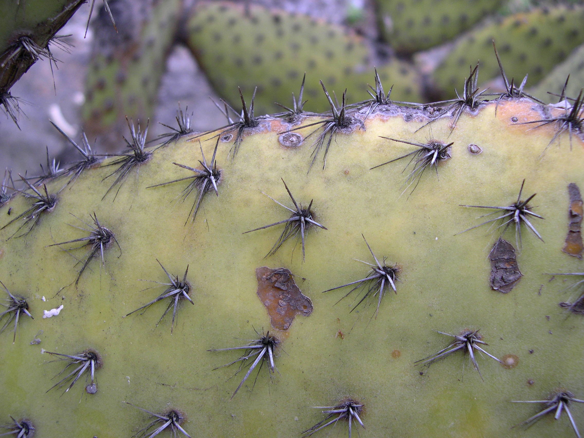opuntia_pilifera2md