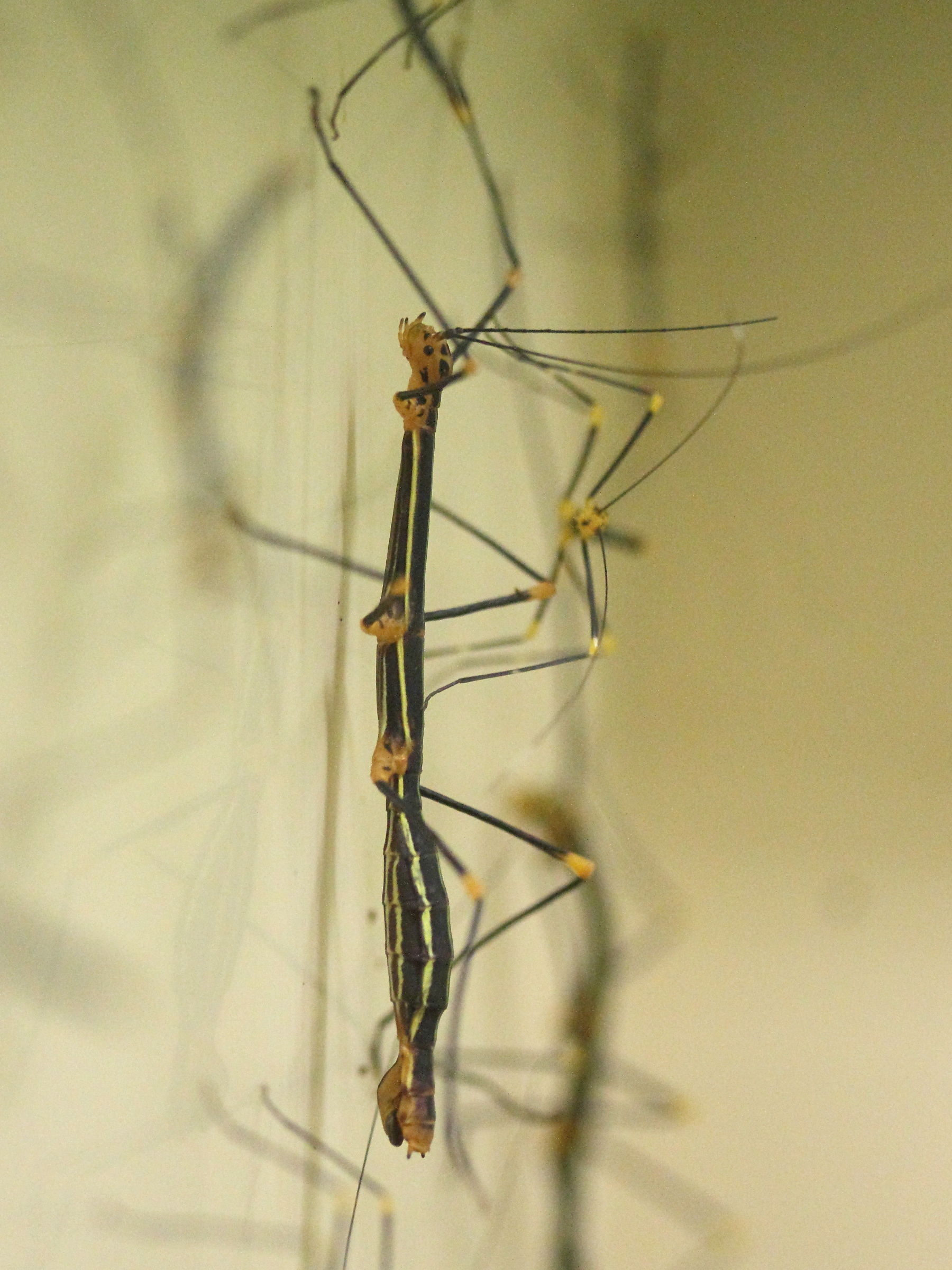 oreophoetes_peruanas2md