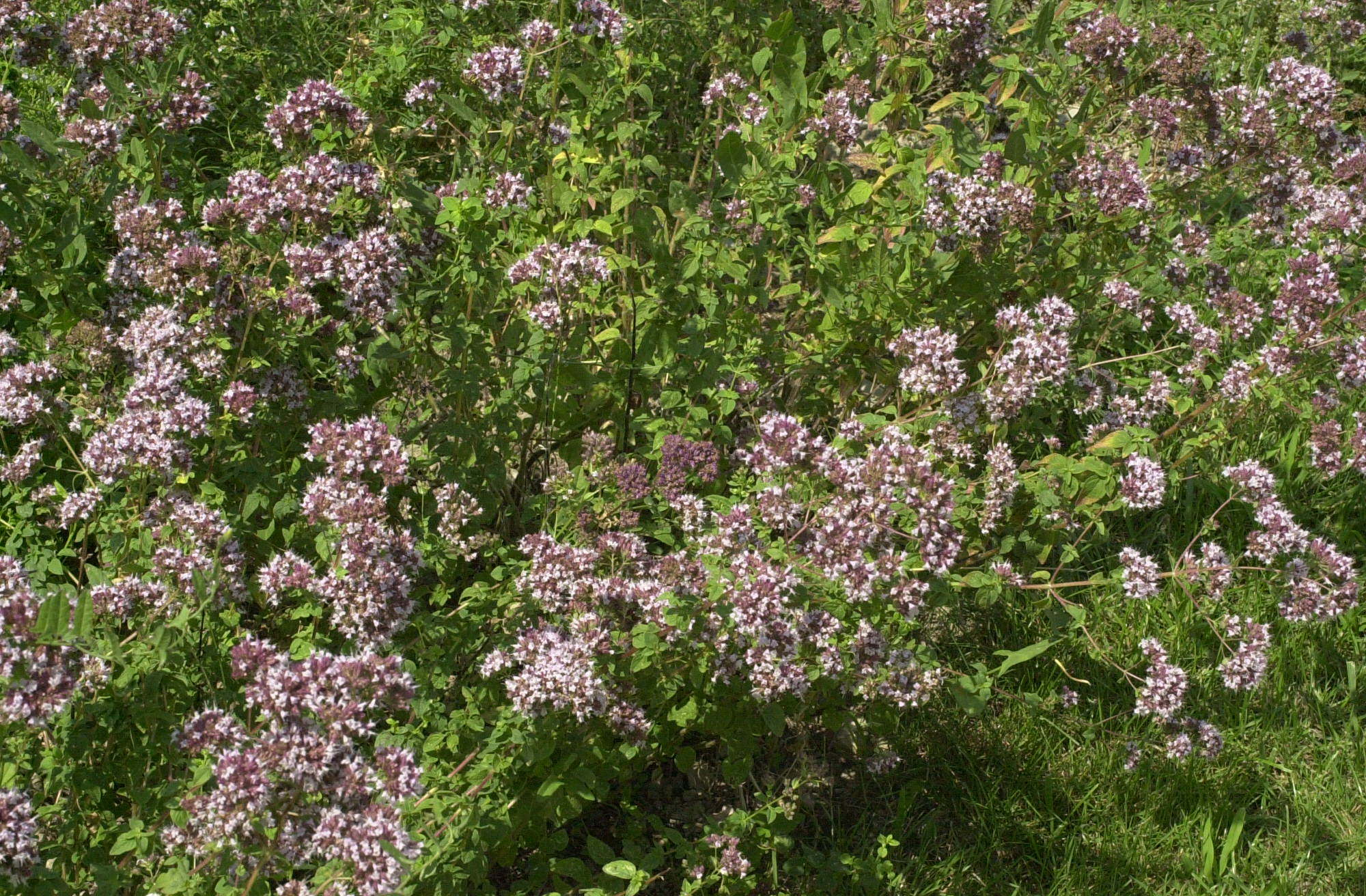 Origanum_vulgare