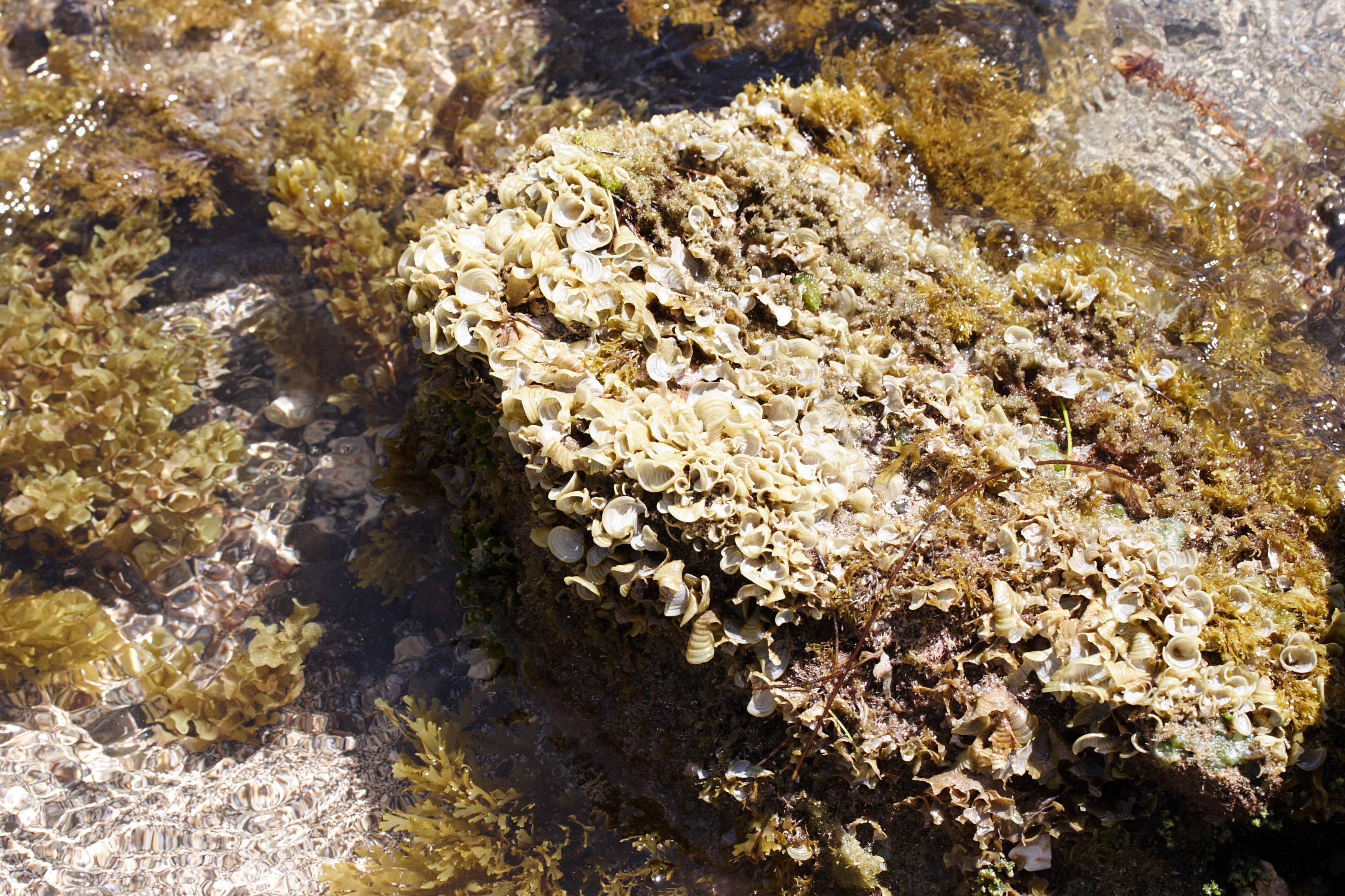 Afficher le média padina_jamaicensis1md padina_jamaicensis1md