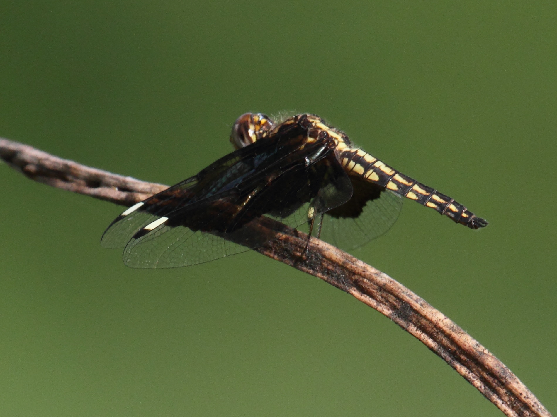 palpopleura_lucia3bd