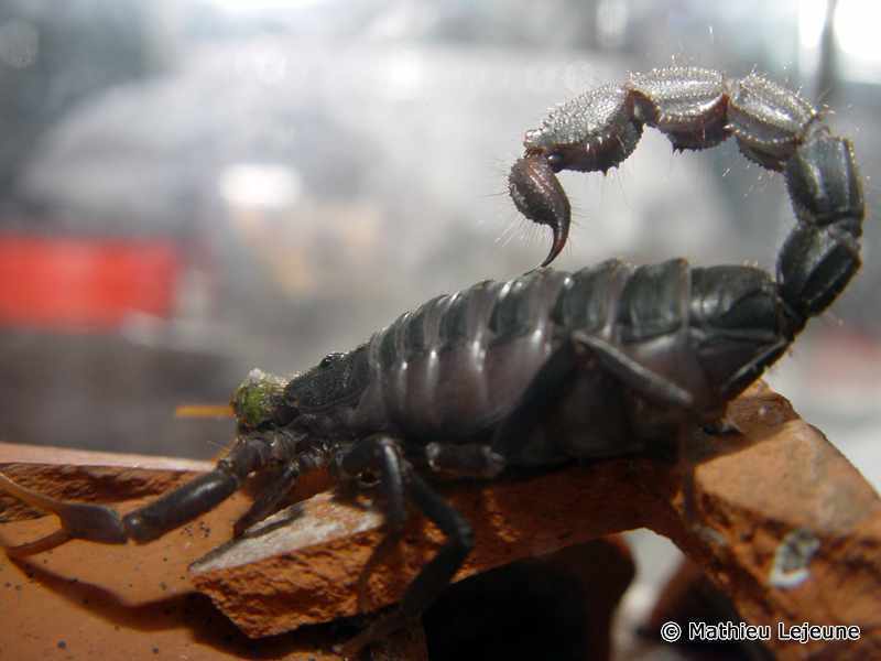 parabuthus_transvaalicus5ml