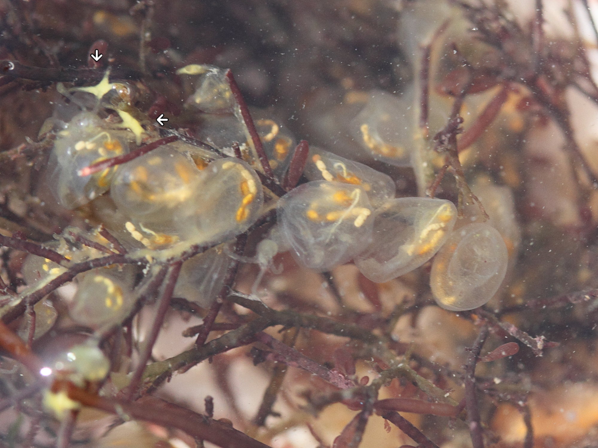 perophora_japonica1md