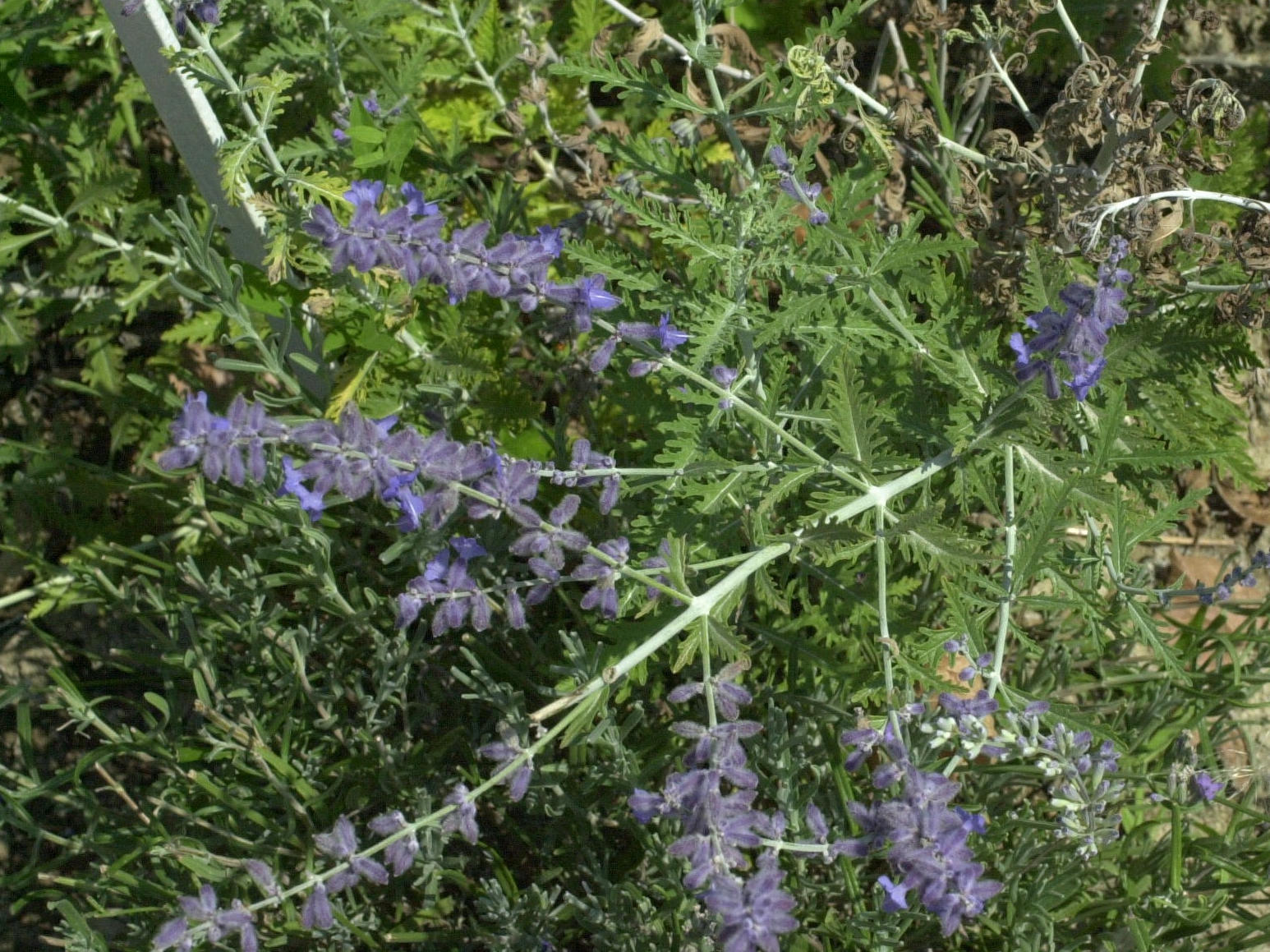 Afficher le média perovskia_atripicifolia2md perovskia_atripicifolia2md