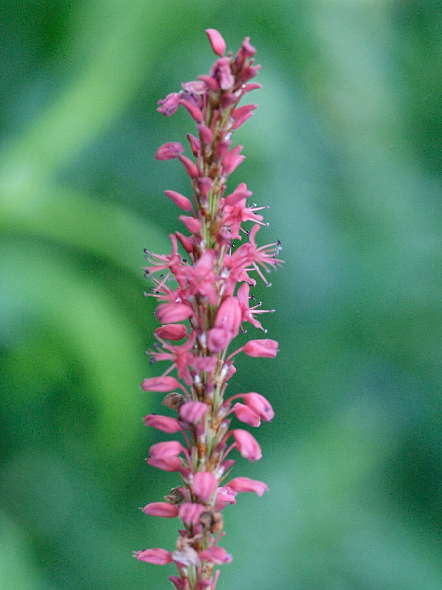 Afficher le média Persicaria_amplexicaulis Persicaria_amplexicaulis