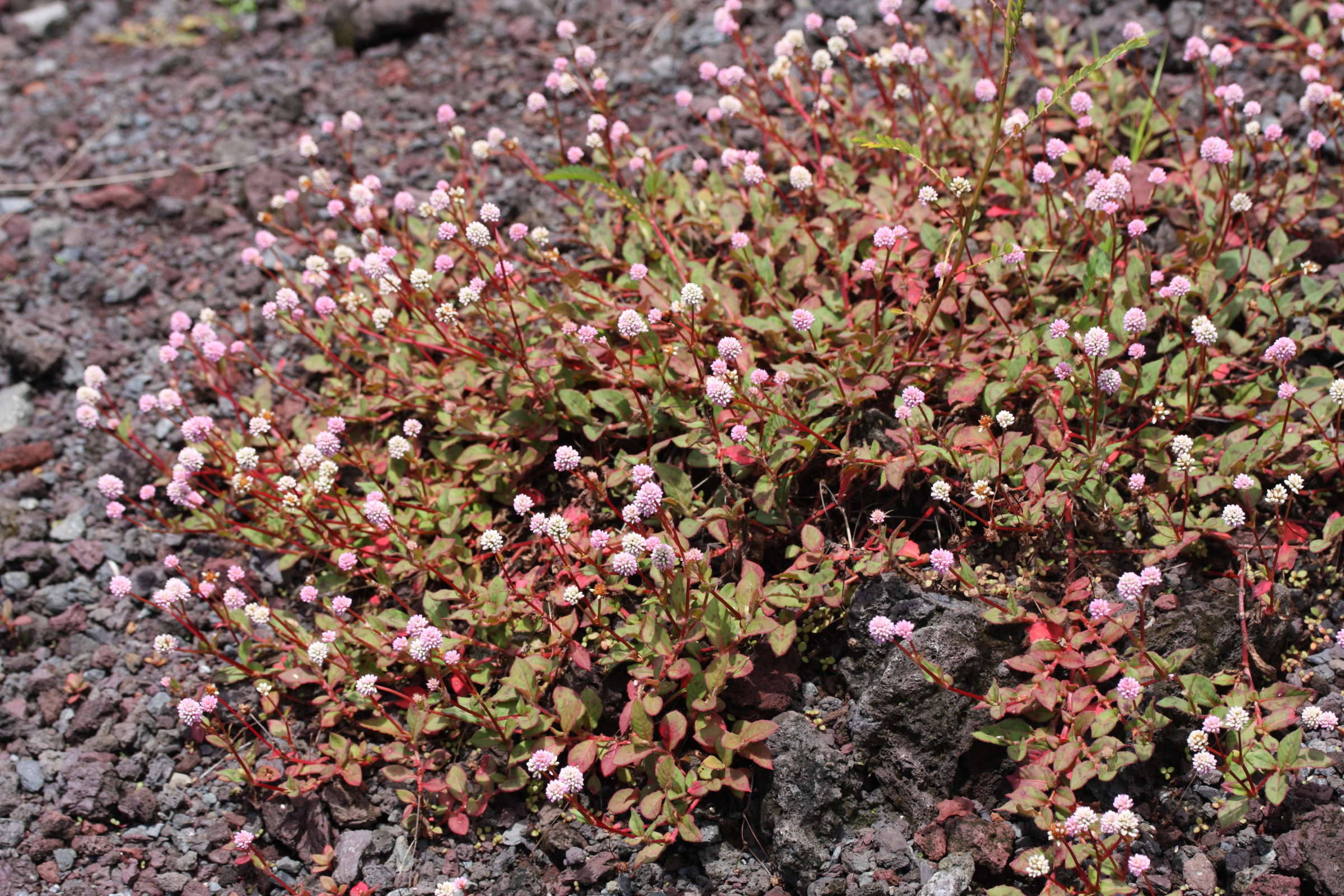 Afficher le média persicaria_capitata1md persicaria_capitata1md