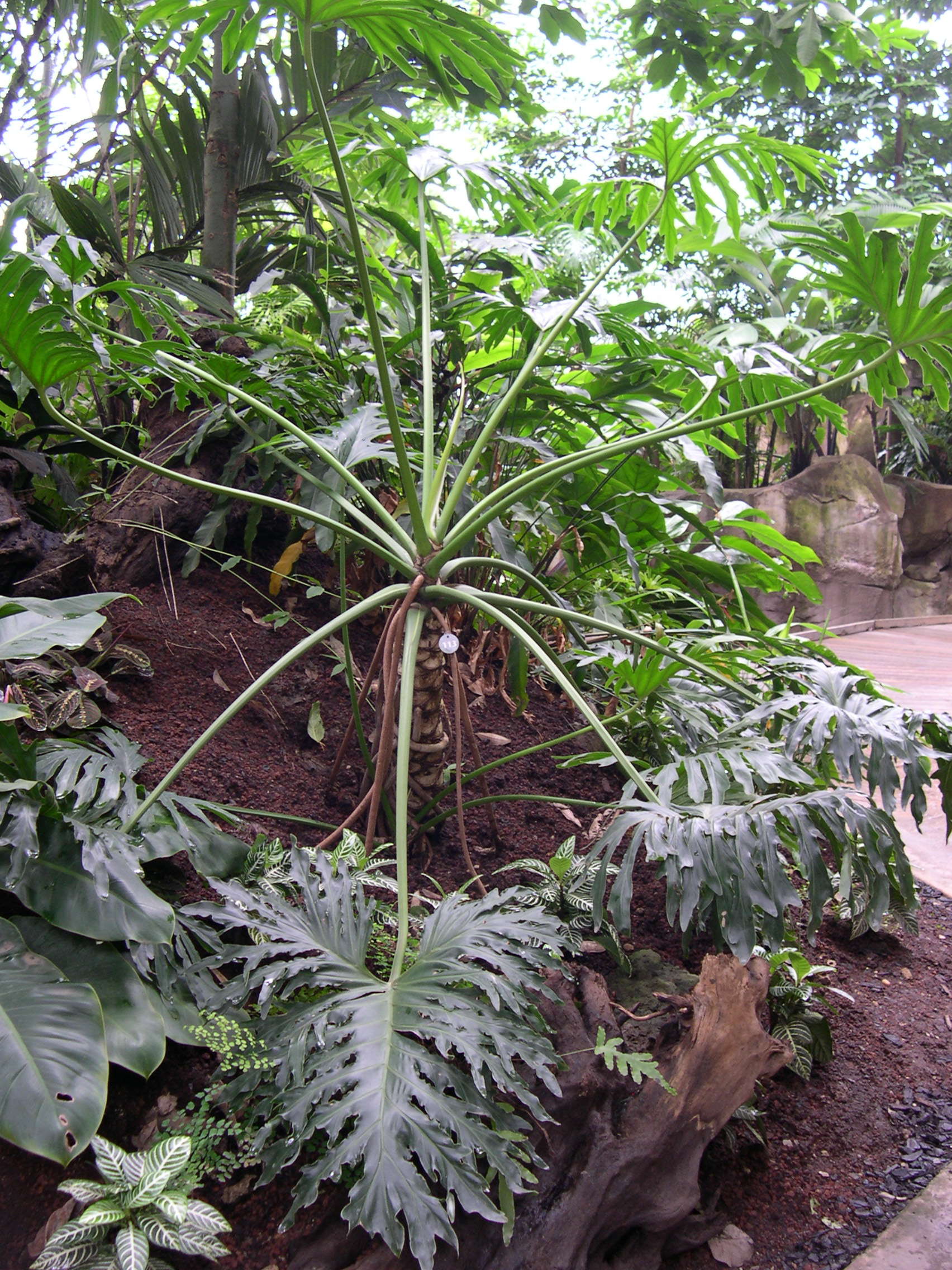 Afficher le média philodendron_selloum1md philodendron_selloum1md