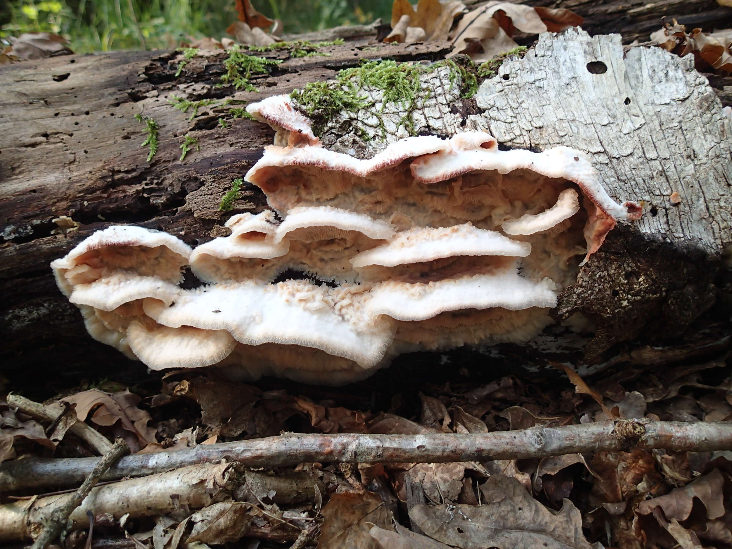 phlebia_tremellosa3md