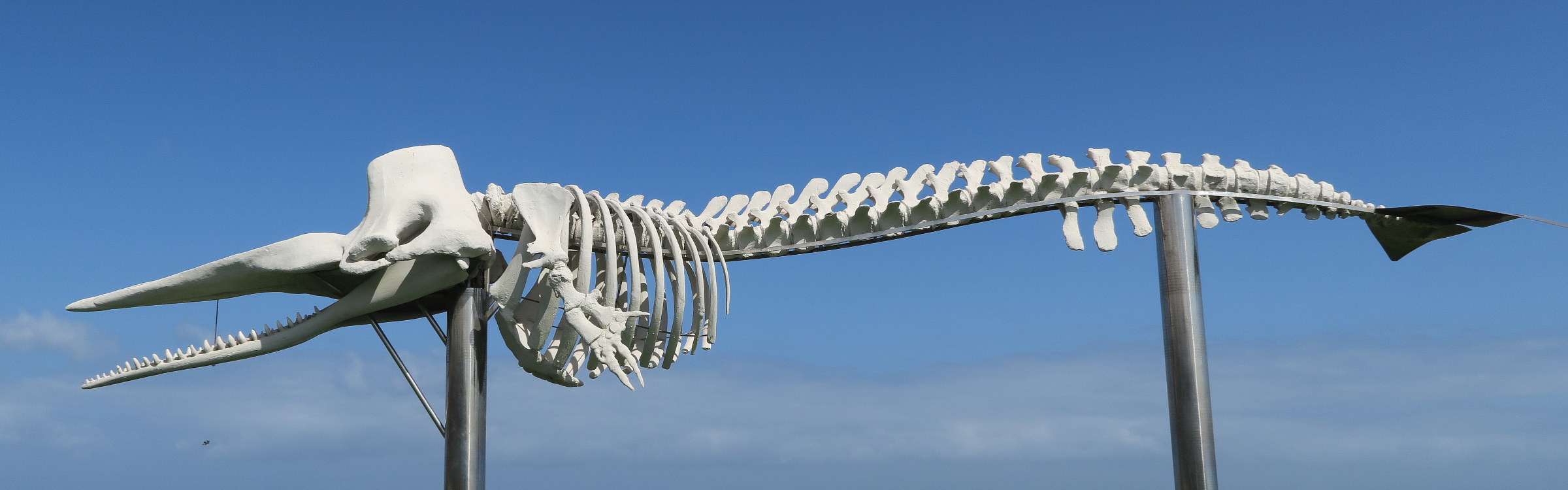 physeter_macrocephalus1md